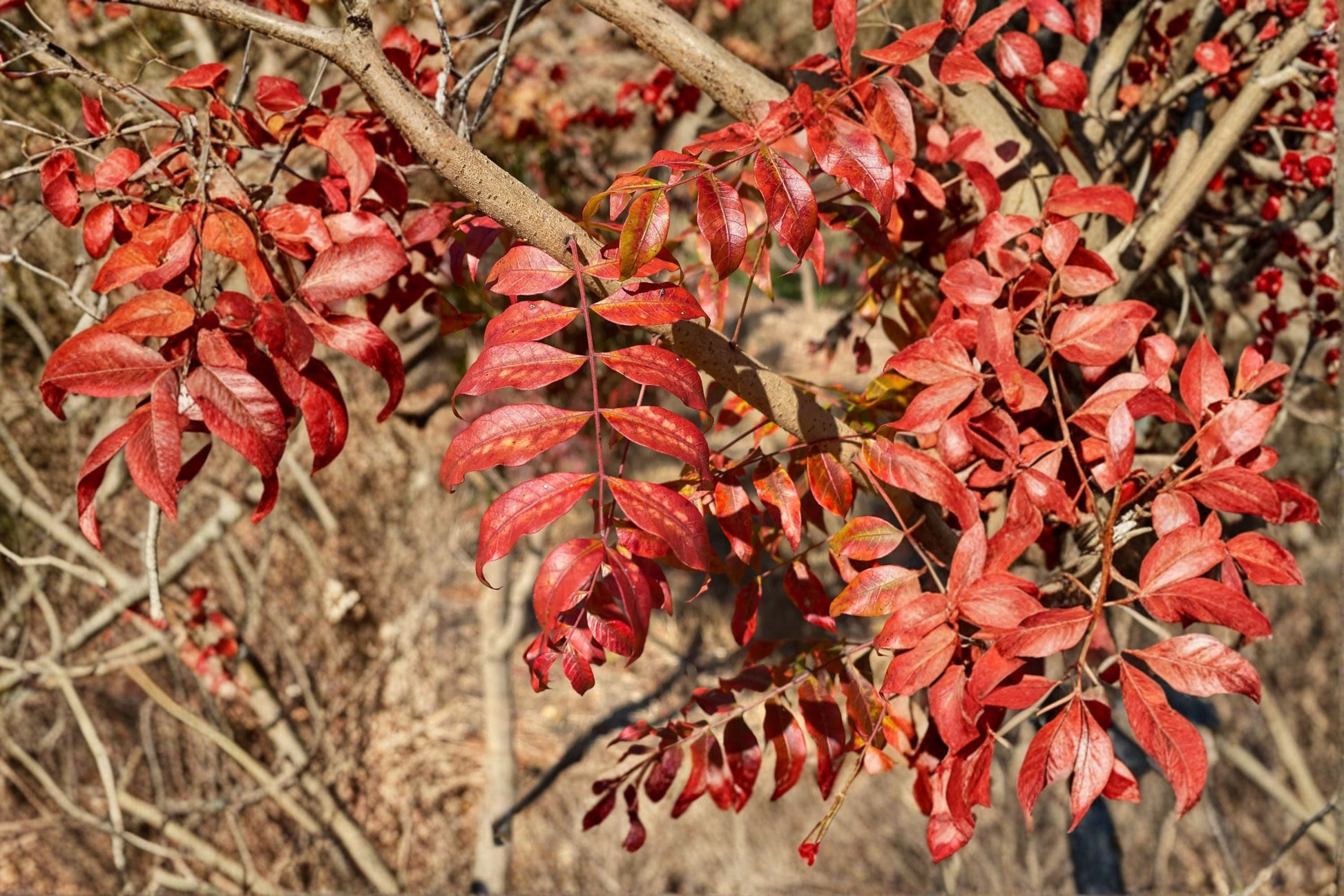 Chinese Pistache Tree - 1 Plant - Deciduous Shade Tree with Fall Color - Pistacia chinensis - Drought Tolerant, Full Sun