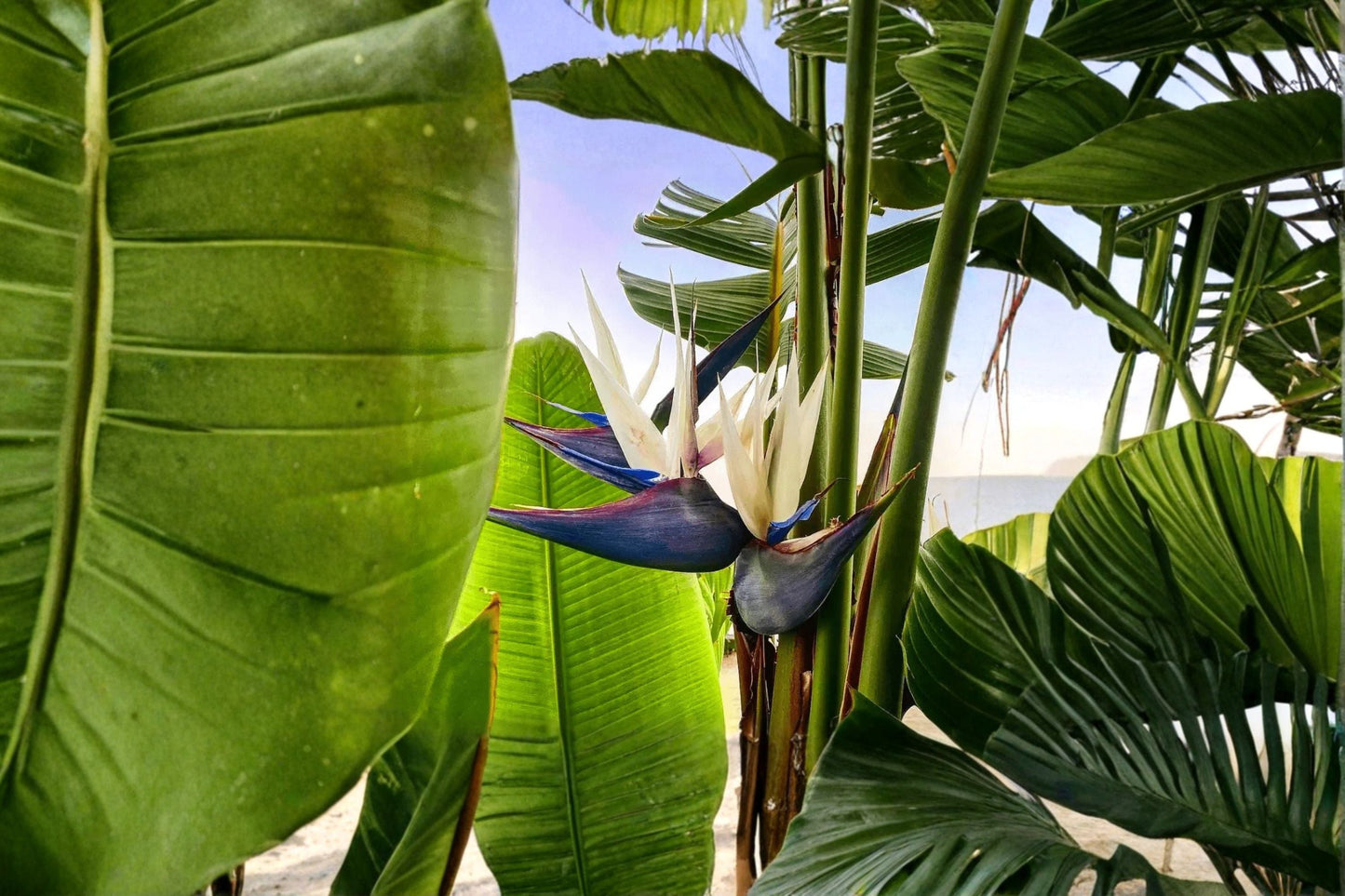 White Bird of Paradise Live Starter Plant - Strelitzia nicolai - Tropical Evergreen with Large Foliage for Indoor or Patio
