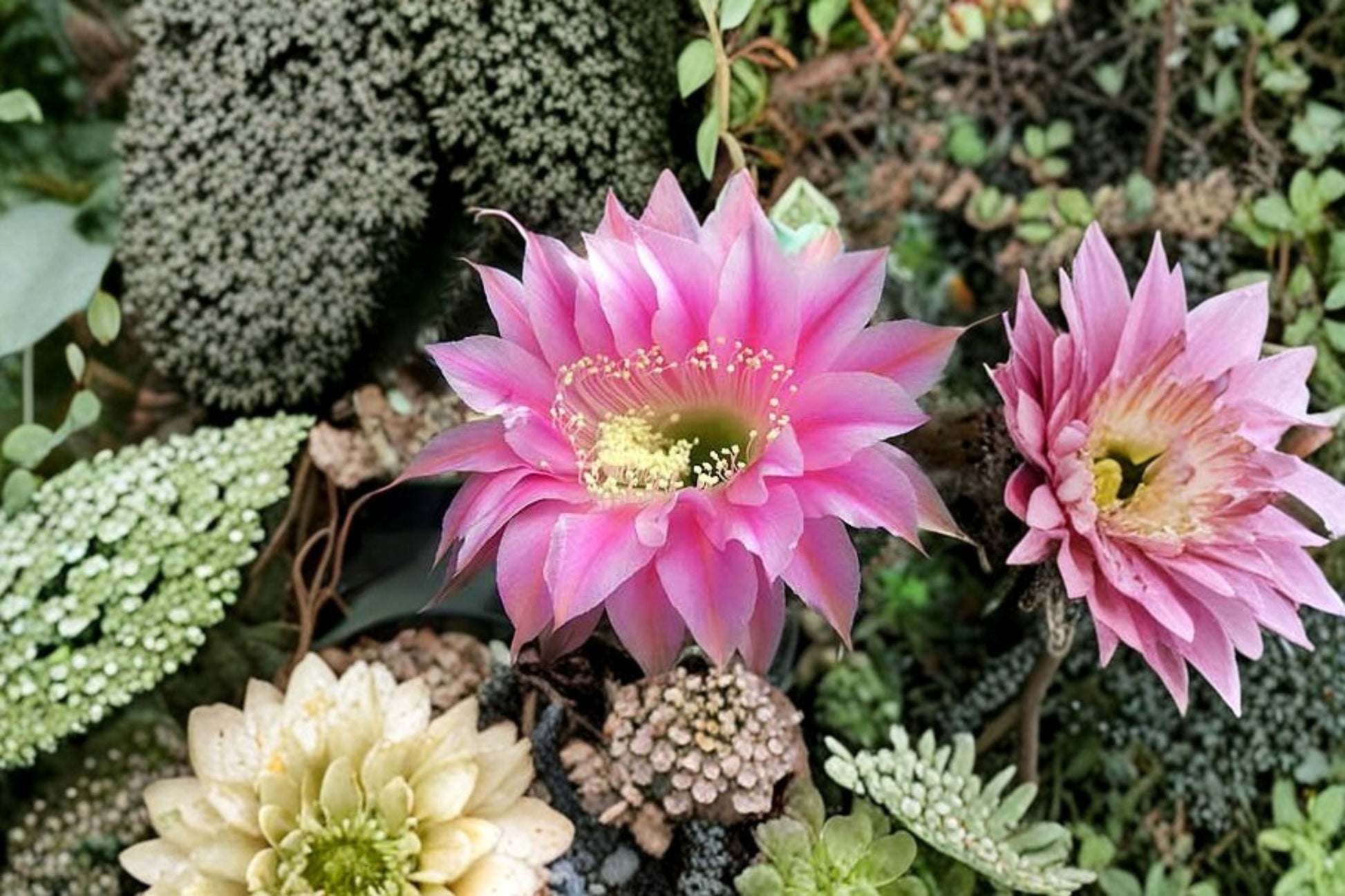 Hedgehog Cactus Plant 1 Rooted Hybrid Echinopsis spp. Stars and Stripes - Indoor Container Cactus, Blooming Succulent