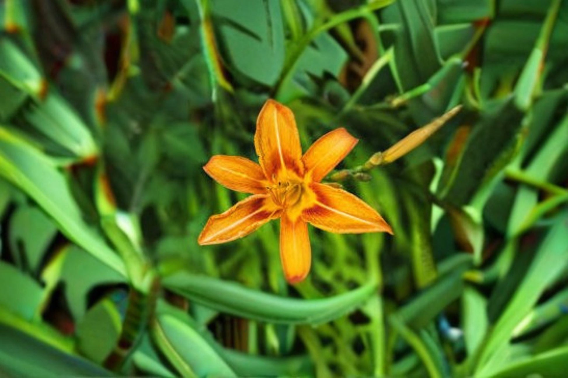 Orange Yellow Daylily Live Plant - Two Tone Flowering Perennial Hemerocallis Hybrid - Hardy Garden Flower for Borders
