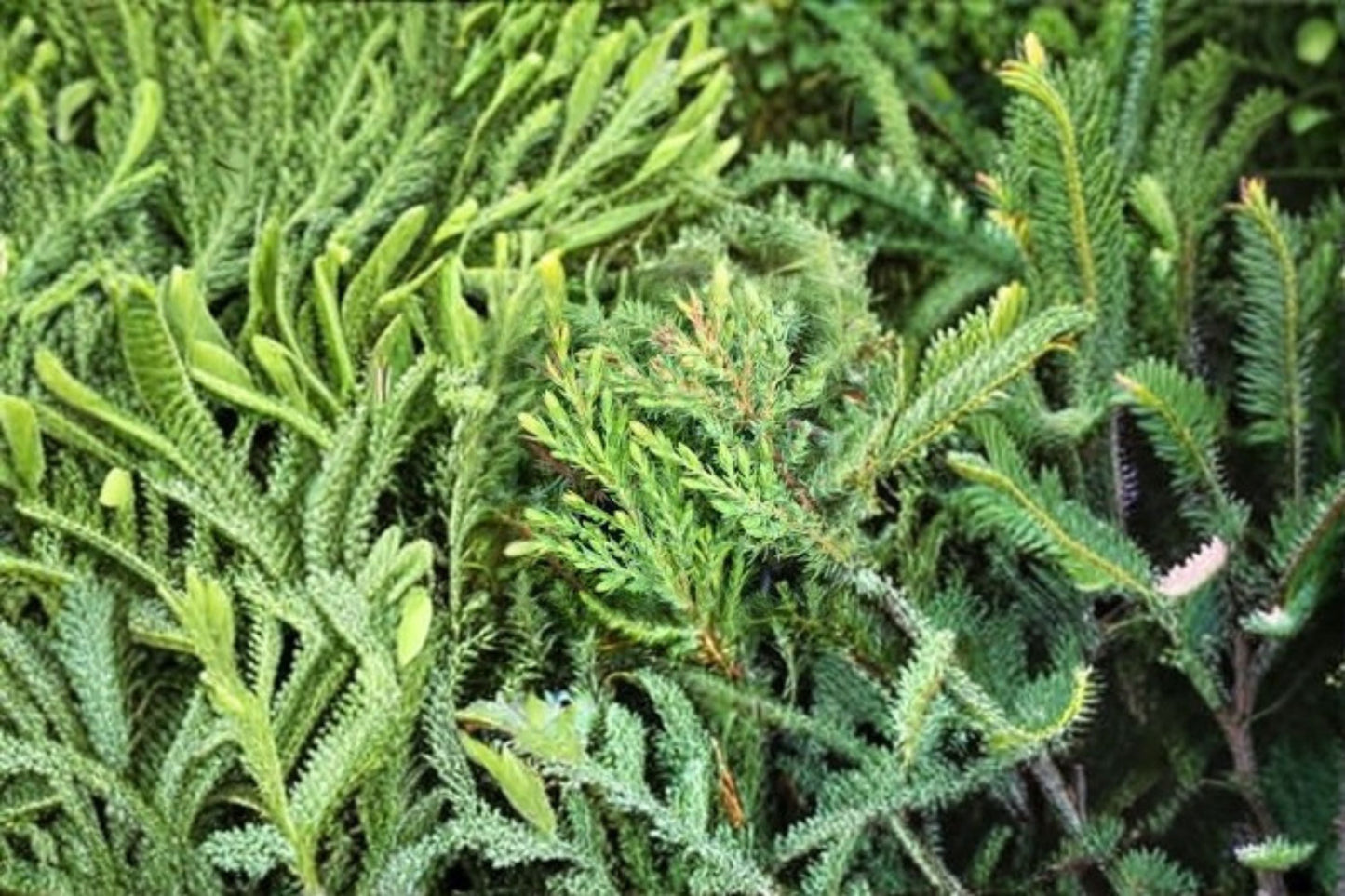 Green Carpet Juniper Plant - Low-Growing Evergreen Groundcover - Juniperus communis ‘Green Carpet’ - Drought Tolerant Shrub