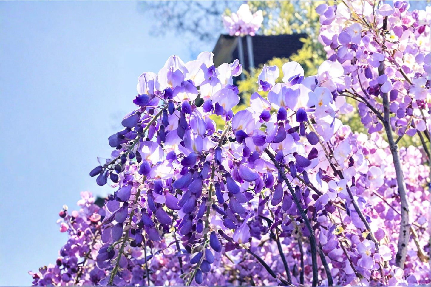 Lavender Wisteria Live Plant - Flowering Vine Tree - Wisteria sinensis - Cascading Lavender Blooms for Trellises and Arbors