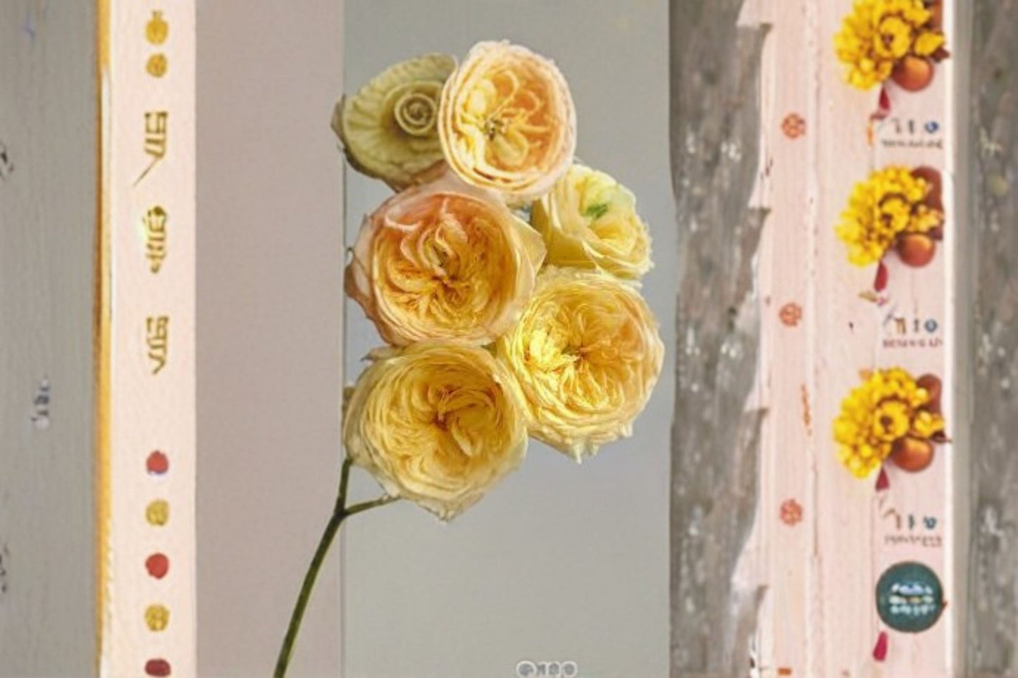 Chestnut Crisp Rose Live Plant - Yellow Pink Fragrant Cut Rose - Rosa hybrid - Ornamental Garden Flower