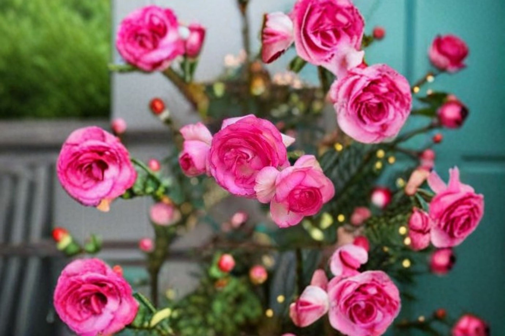Pretty In Pink Eden Climbing Rose Starter Plant - Rosa 'Pretty In Pink Eden' - Large Double Pink Blooms, Own Root Rose