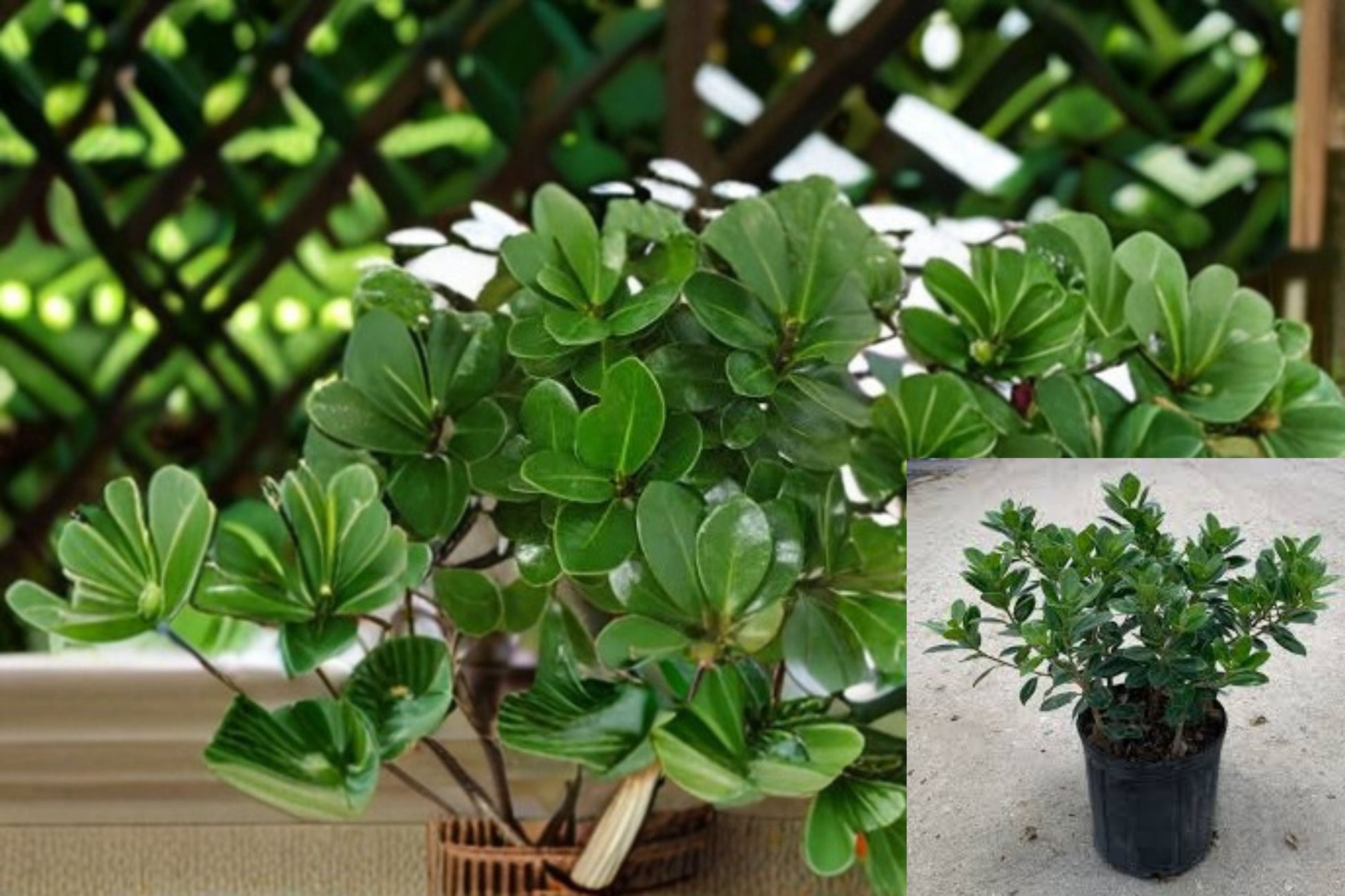 Indian Laurel Fig Plant - Ficus microcarpa - Evergreen Shrub with Glossy Green Foliage - Ideal for Hedges & Containers