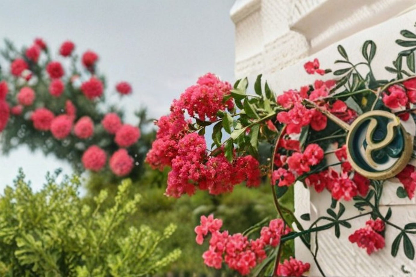 Tuscarora Crape Myrtle Live Plant - Hot Pink Flowering Tree - Lagerstroemia indica × fauriei 'Tuscarora' - Ornamental Garden Accent