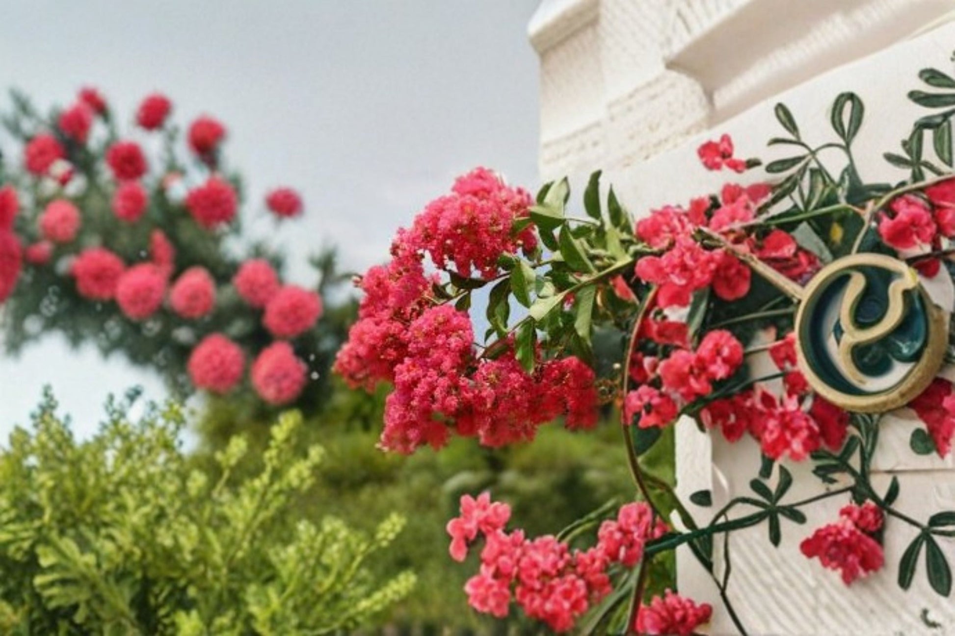 Tuscarora Crape Myrtle Live Plant - Hot Pink Flowering Tree - Lagerstroemia indica × fauriei 'Tuscarora' - Ornamental Garden Accent
