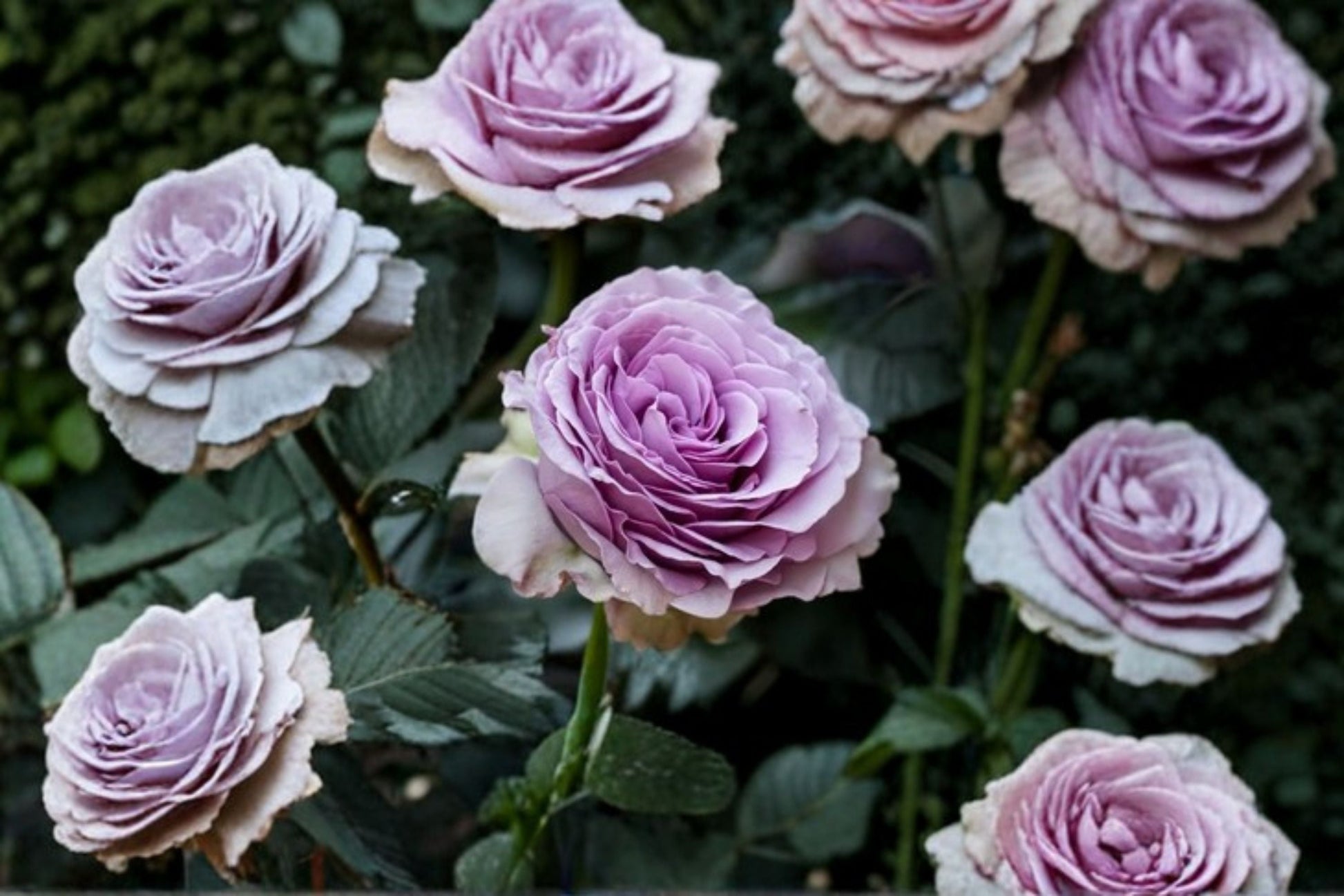 Thornless Lavender Climbing Rose Plant - Lavender Flower Circus - Rosa Hybrid - Ornamental Live Perennial for Gardens & Trellises