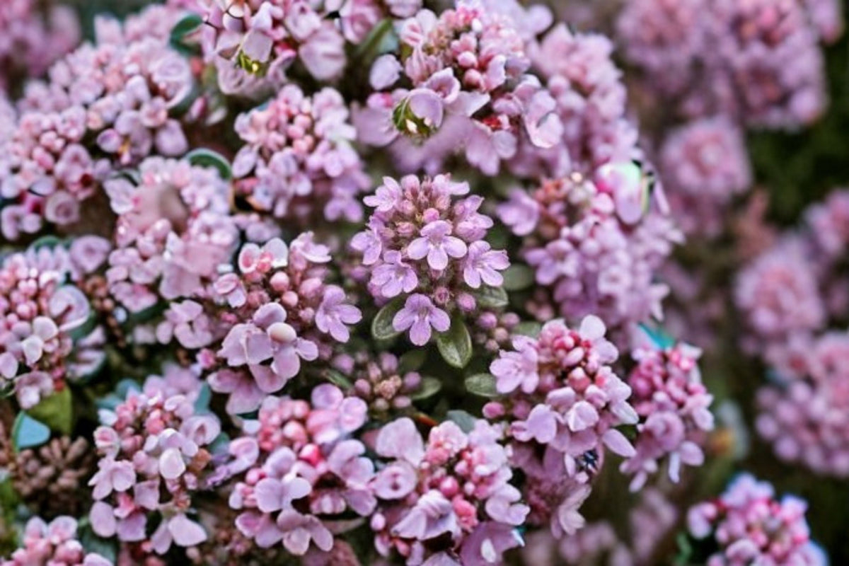Elfin Thyme Plant - Groundcover Herb - Purple-Pink Flowers - Thymus serpyllum 'Elfin' - Aromatic Perennial for Gardens