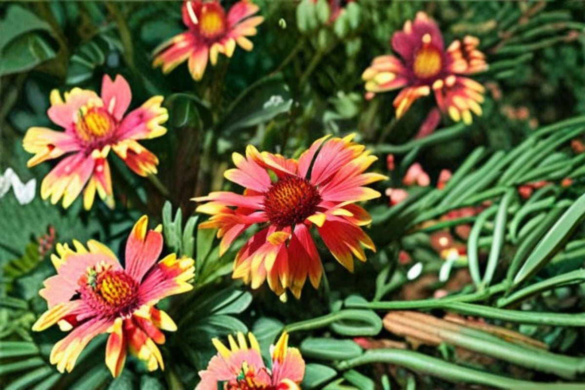 Blanket Flower Plant - Perennial Gaillardia spp. - Bright Daisy-Like Blooms - Drought Tolerant Garden Flower