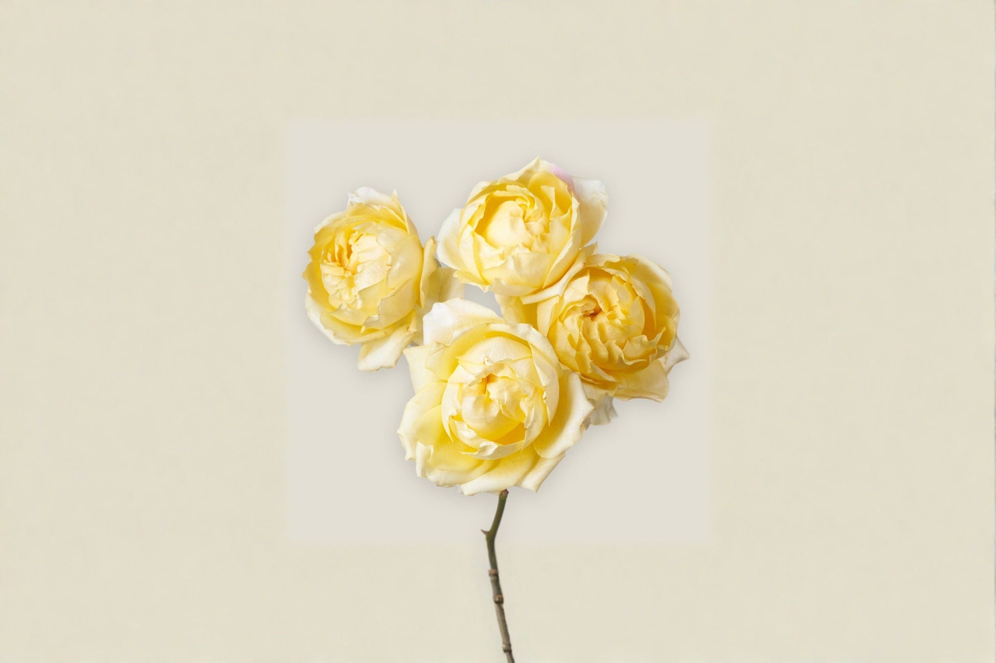 Lemon Julieta Rose Live Plant - Yellow Peony-Style Garden Rose - Rosa hybrid - Compact Ornamental Shrub for Containers & Borders