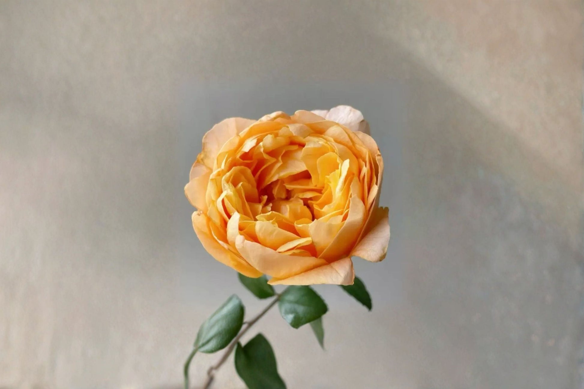 Fragrant Live Rose Plant - Fragrance Lemon Bergamotte - Rosa hybrid - Citrus-Scented Garden Rose for Containers & Borders