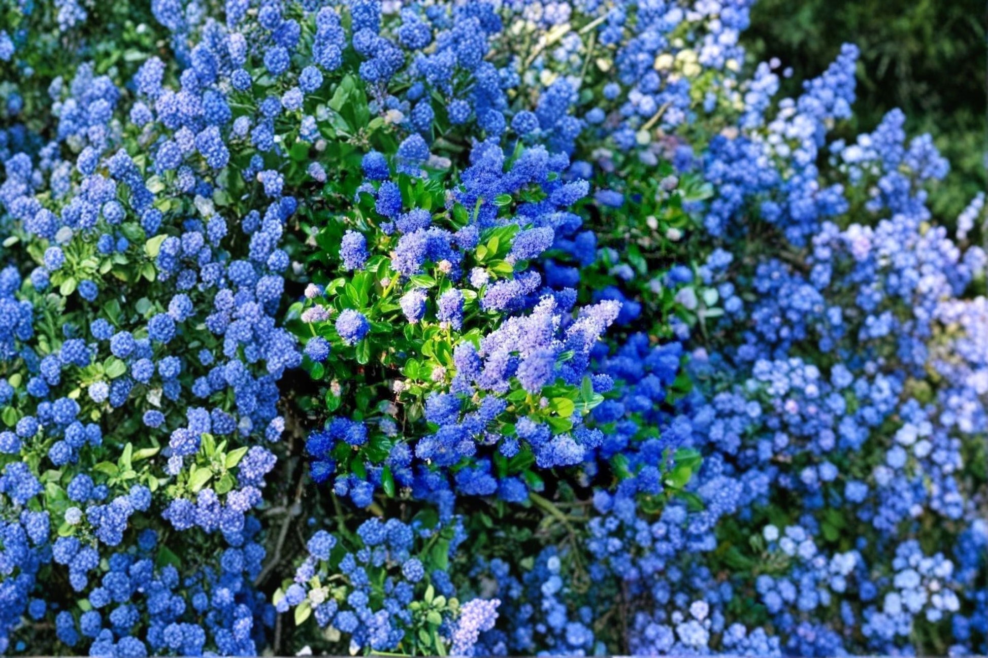 California Lilac Cuttings - 3 Unrooted 6 Inch Ceanothus spp. Flowering Shrub for Gardens and Pollinator Plants