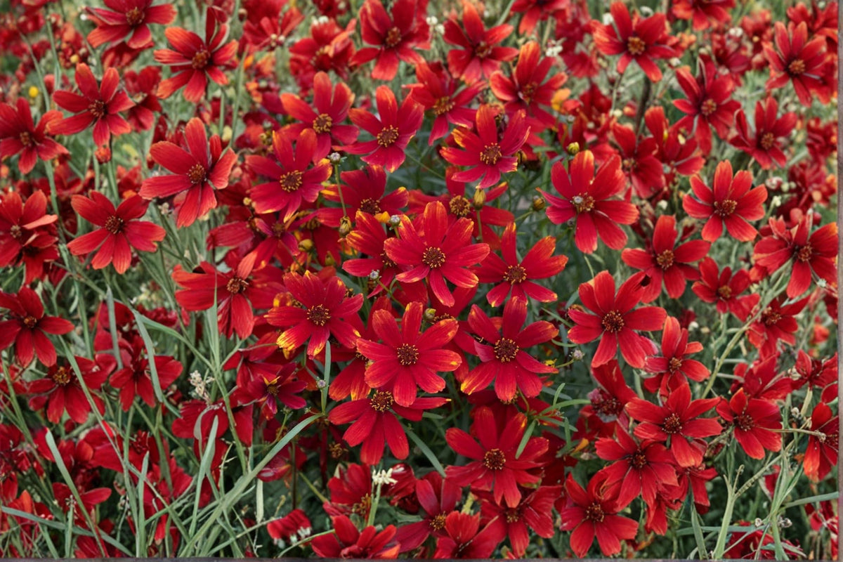 Coreopsis Ladybird Plant - Compact Perennial with Red Blooms - Coreopsis verticillata - Starter Plug for Pollinator Gardens