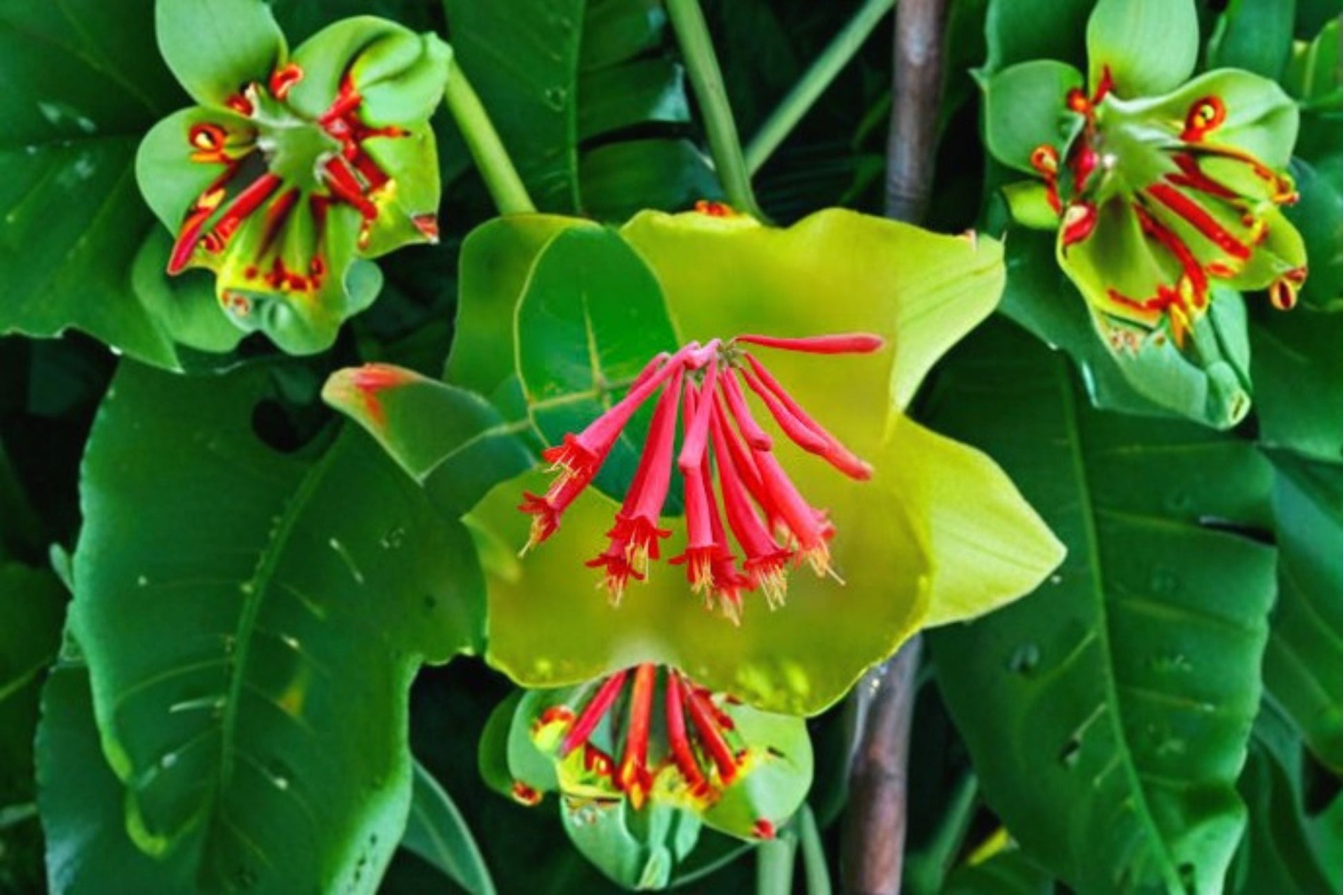 Coral Honeysuckle Live Plant - 6-12 Inch - Lonicera sempervirens - Native Flowering Vine with Coral-Red Blooms