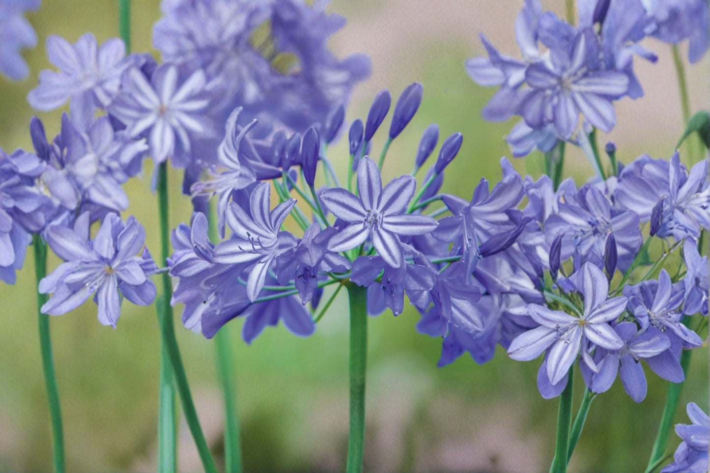 Agapanthus Live Plant - Lavender Lily of the Nile - Agapanthus africanus - Perennial Flowering Plant for Borders & Containers