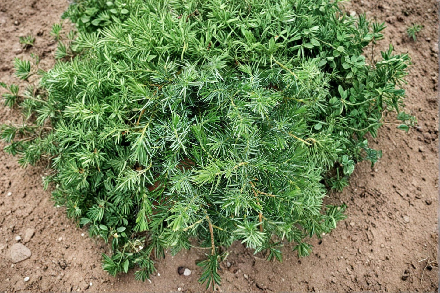 Blue Pacific Juniper Plant - Evergreen Groundcover Shrub - Juniperus conferta - Drought Tolerant, Blue-Green Foliage