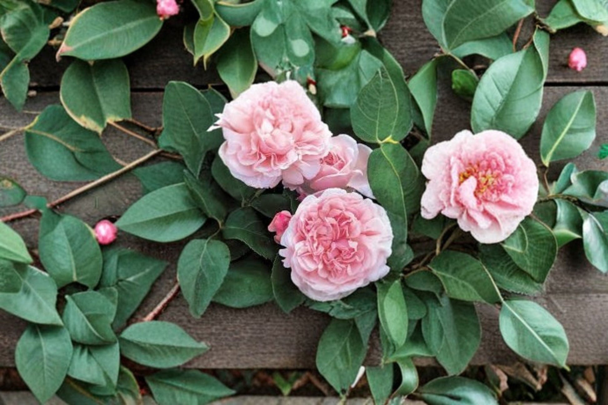 Auswith Climbing Rose Cuttings - 6 Unrooted Fresh Cuttings - Rosa ‘Auswith’ - English Flowering Climber for Trellises