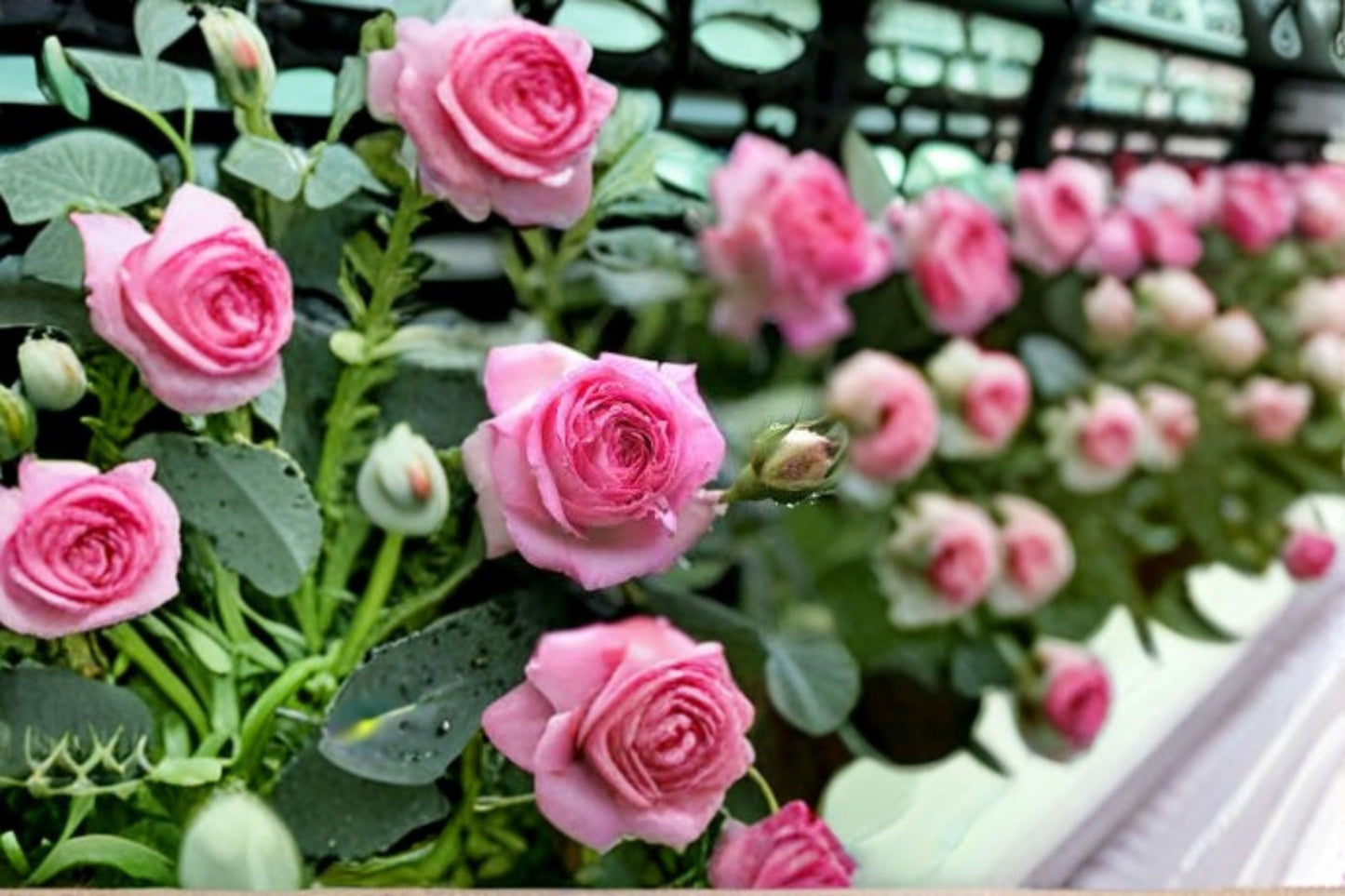 Eden Climbing Rose Live Plant - Pink Fast Growing Rose - Rosa hybrid - Ideal for Trellises, Fences, and Cottage Gardens