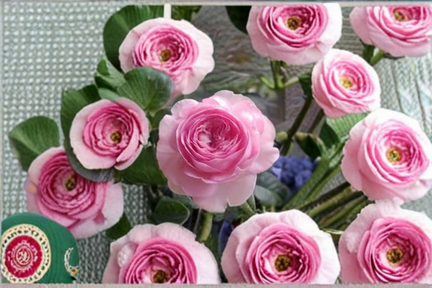 Mon Coeur Rose Live Plant - Fragrant Japanese Repeat Blooming Rose - Rosa hybrid - Ornamental Pink Garden Flower