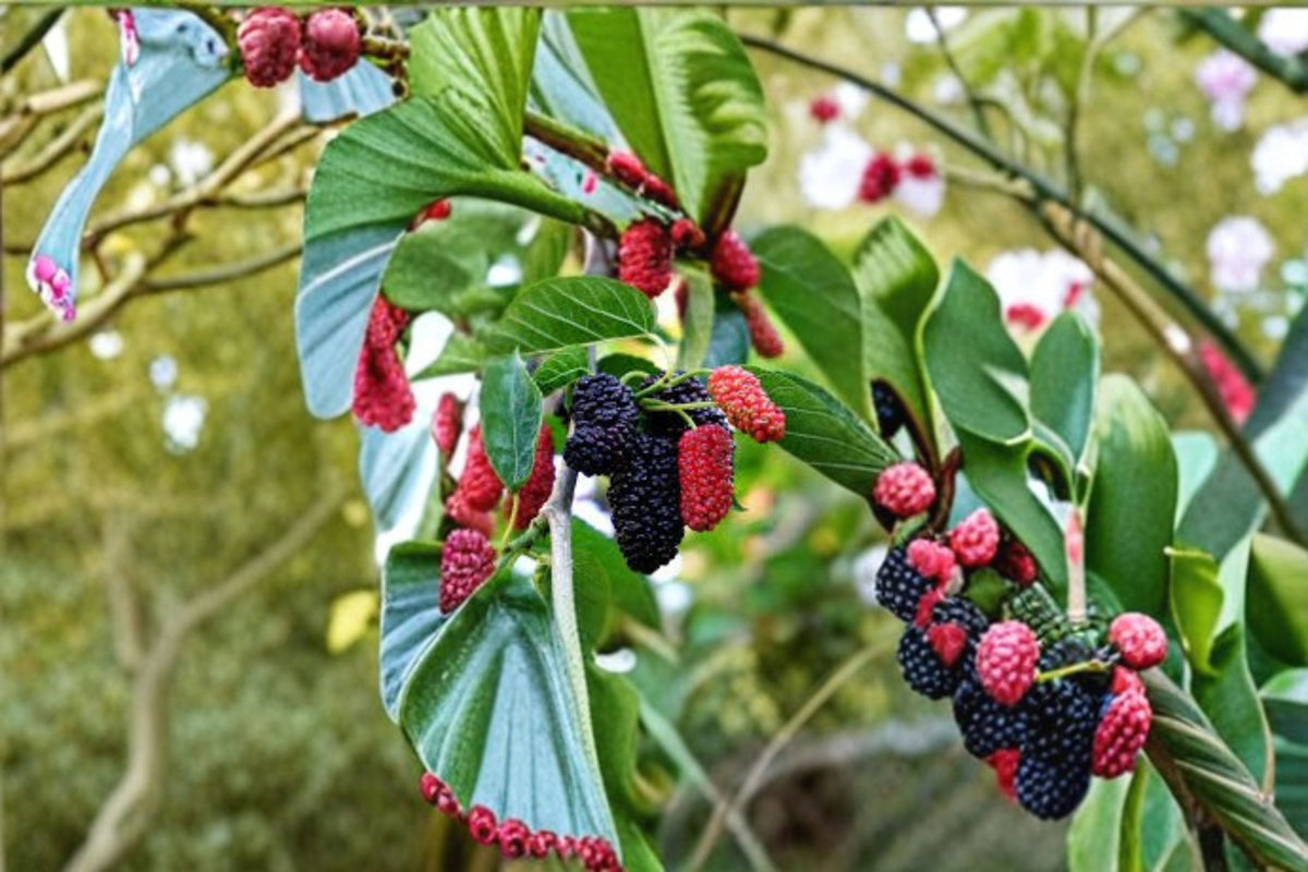 Dwarf Everbearing Mulberry Plant - Morus nigra - Compact Fruit Tree for Containers, Producing Dark Berries, Edible Fruit