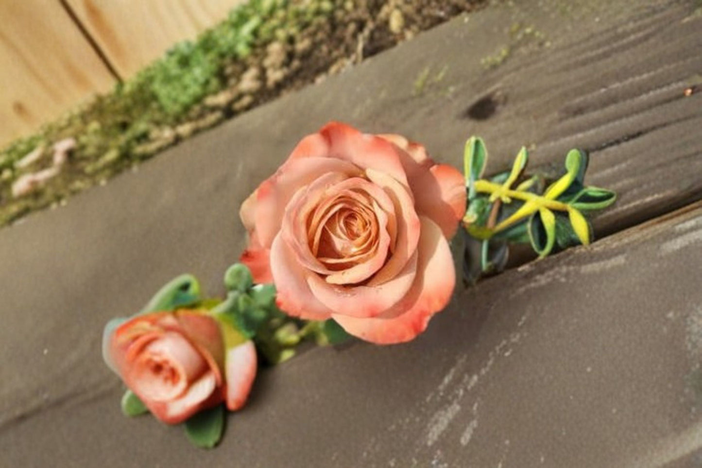 Cappuccino Rose Live Plant – Compact Repeat Blooming Cut Rose – Rosa hybrid – Ornamental Flowering Garden Rose