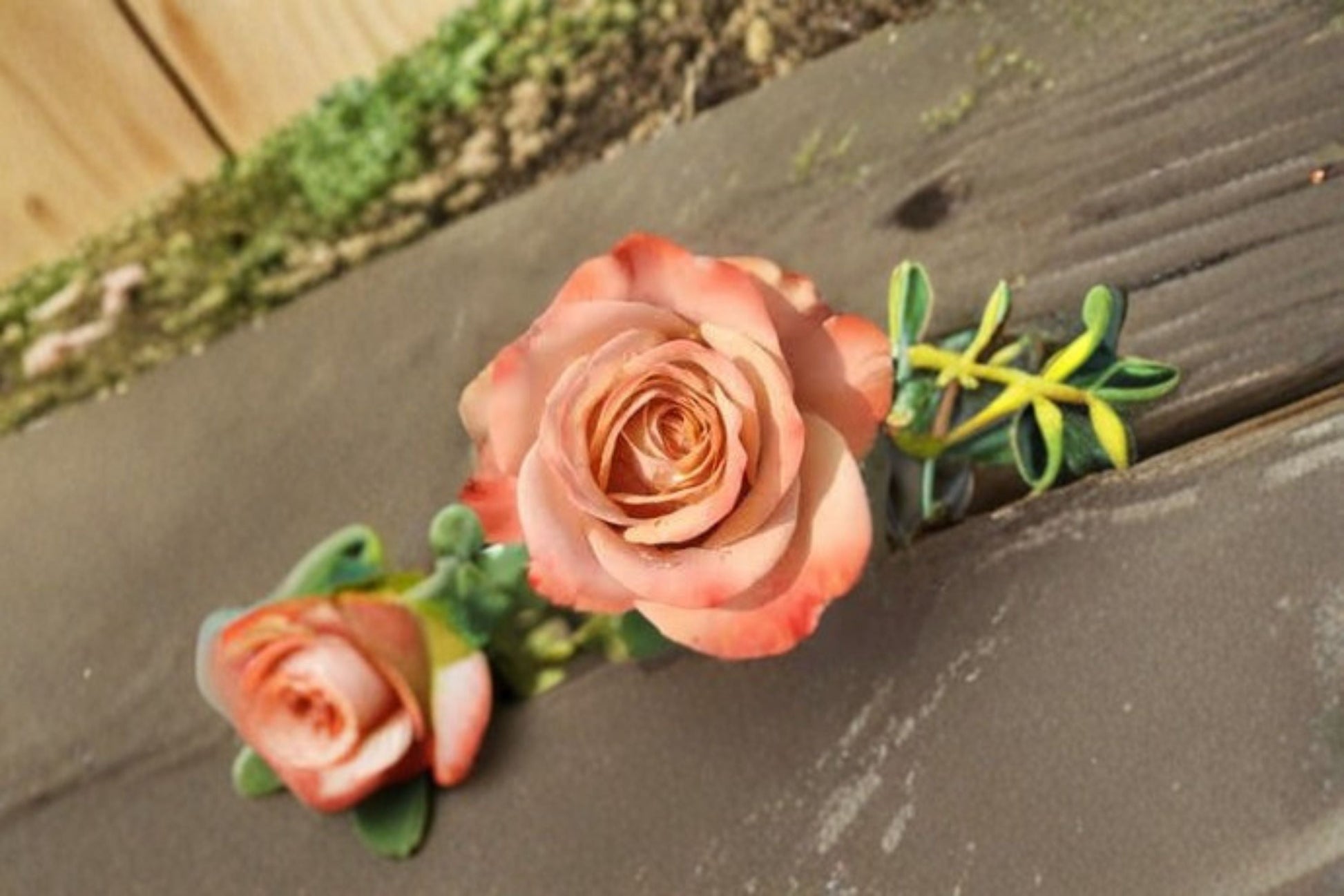 Cappuccino Rose Live Plant – Compact Repeat Blooming Cut Rose – Rosa hybrid – Ornamental Flowering Garden Rose