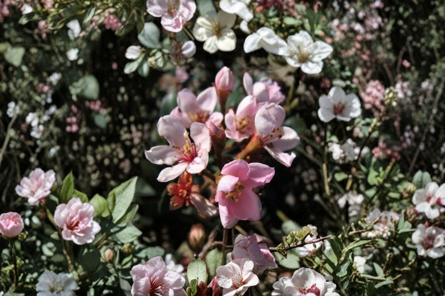 Indian Hawthorne Cuttings 6 Inch Unrooted Pink Dancer Rhaphiolepis indica - 7 Live Cuttings for Propagation, Evergreen Shrub