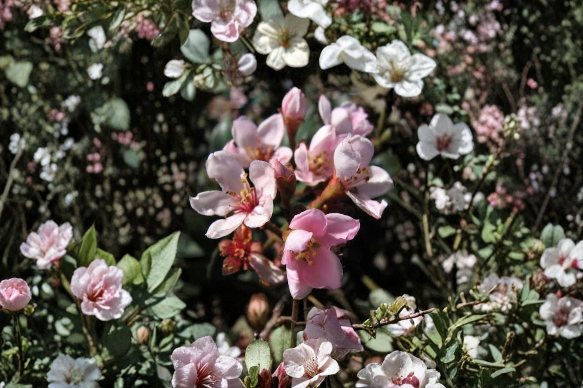 Indian Hawthorne Cuttings 6 Inch Unrooted Pink Dancer Rhaphiolepis indica - 7 Live Cuttings for Propagation, Evergreen Shrub