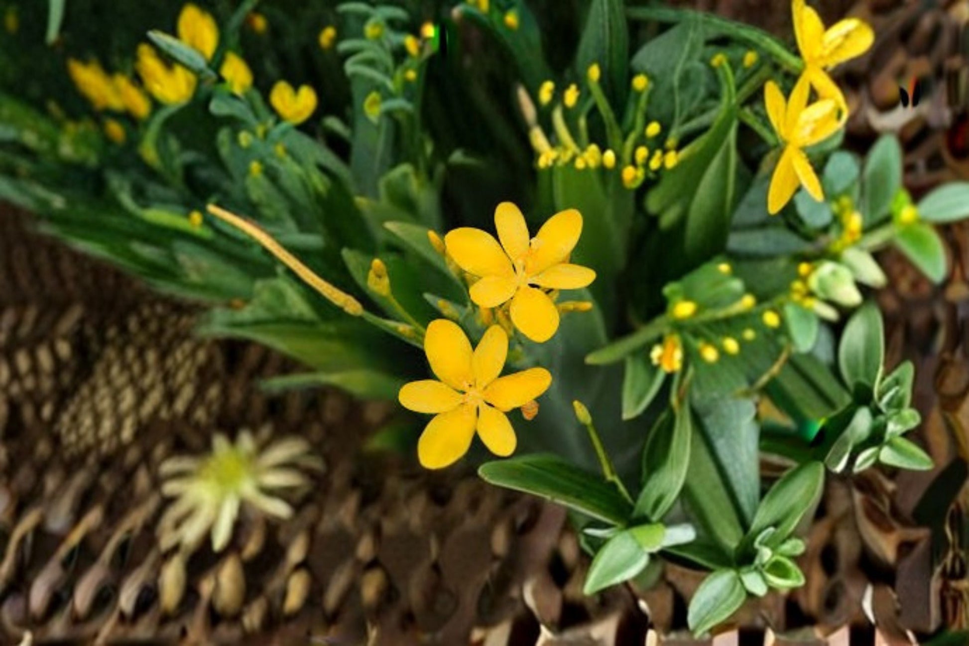 Yellow Blackberry Lily Live Plant - Belamcanda chinensis - Hardy Perennial Flowering Plant for Cottage Gardens and Borders