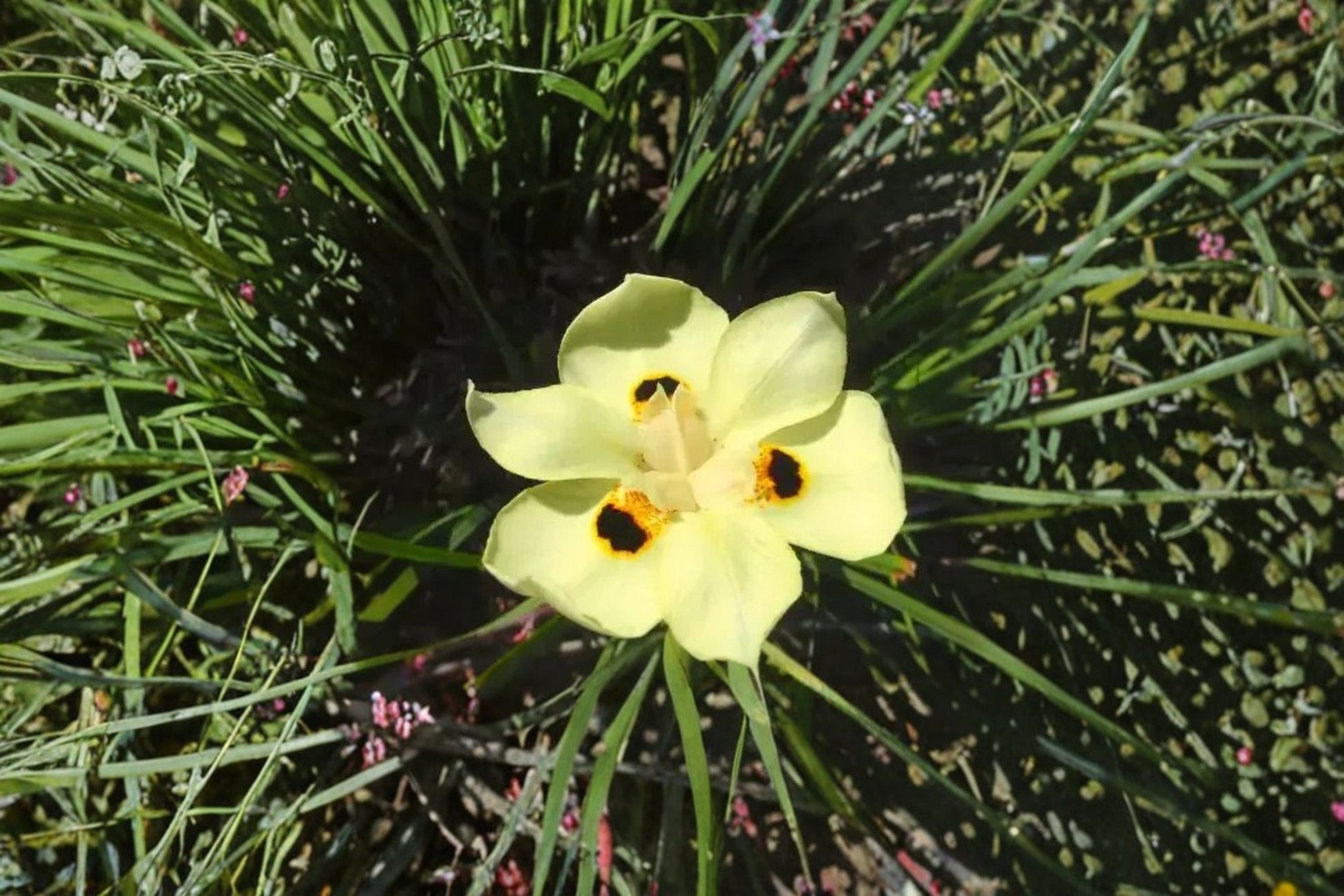 Yellow African Iris Live Plant - Evergreen Flowering Perennial - Dietes bicolor - Yellow Flowers with Red and Orange Markings