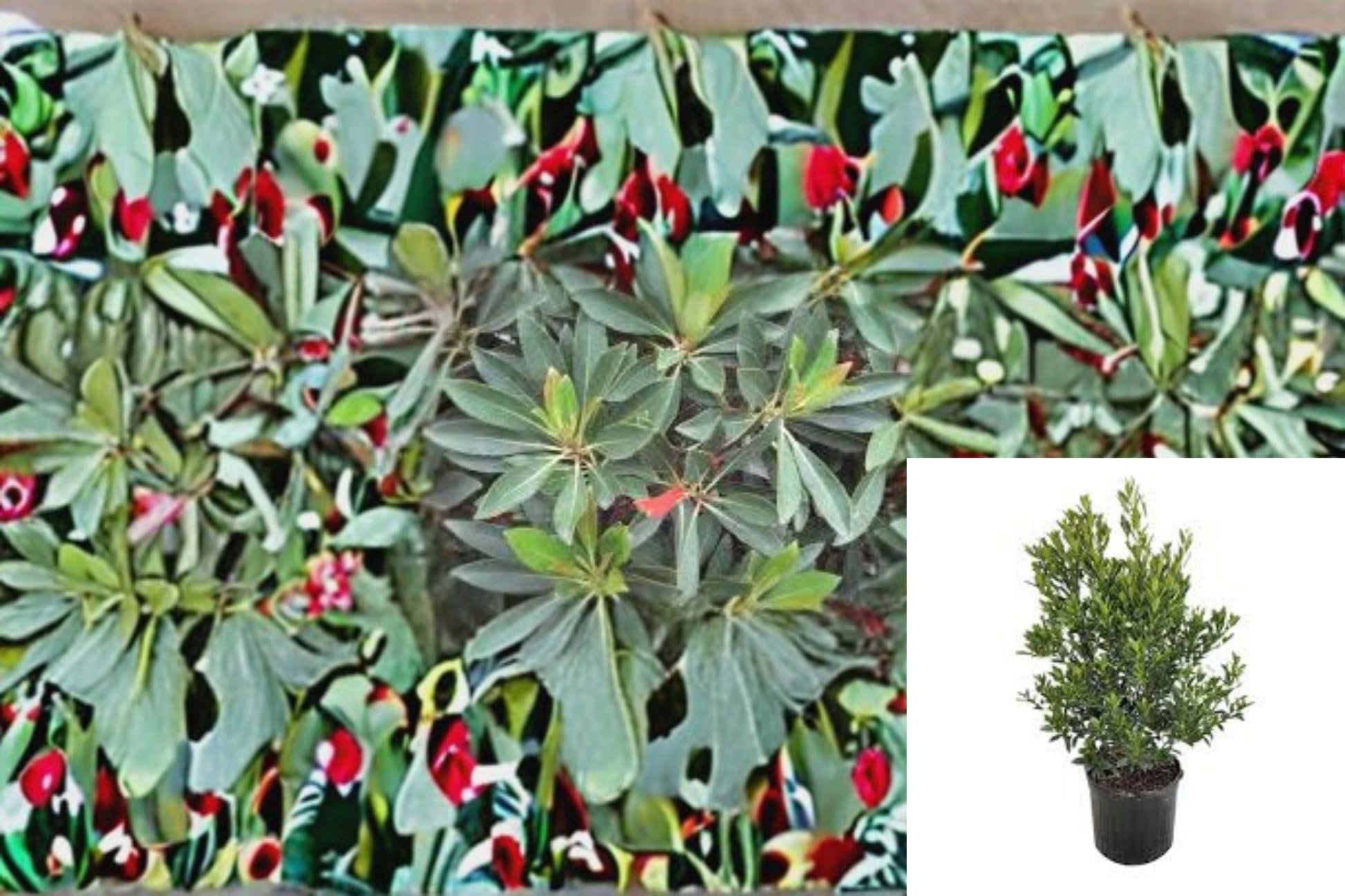 Japanese Blueberry Plant - Elaeocarpus decipiens - Evergreen Ornamental Tree for Shade & Screening