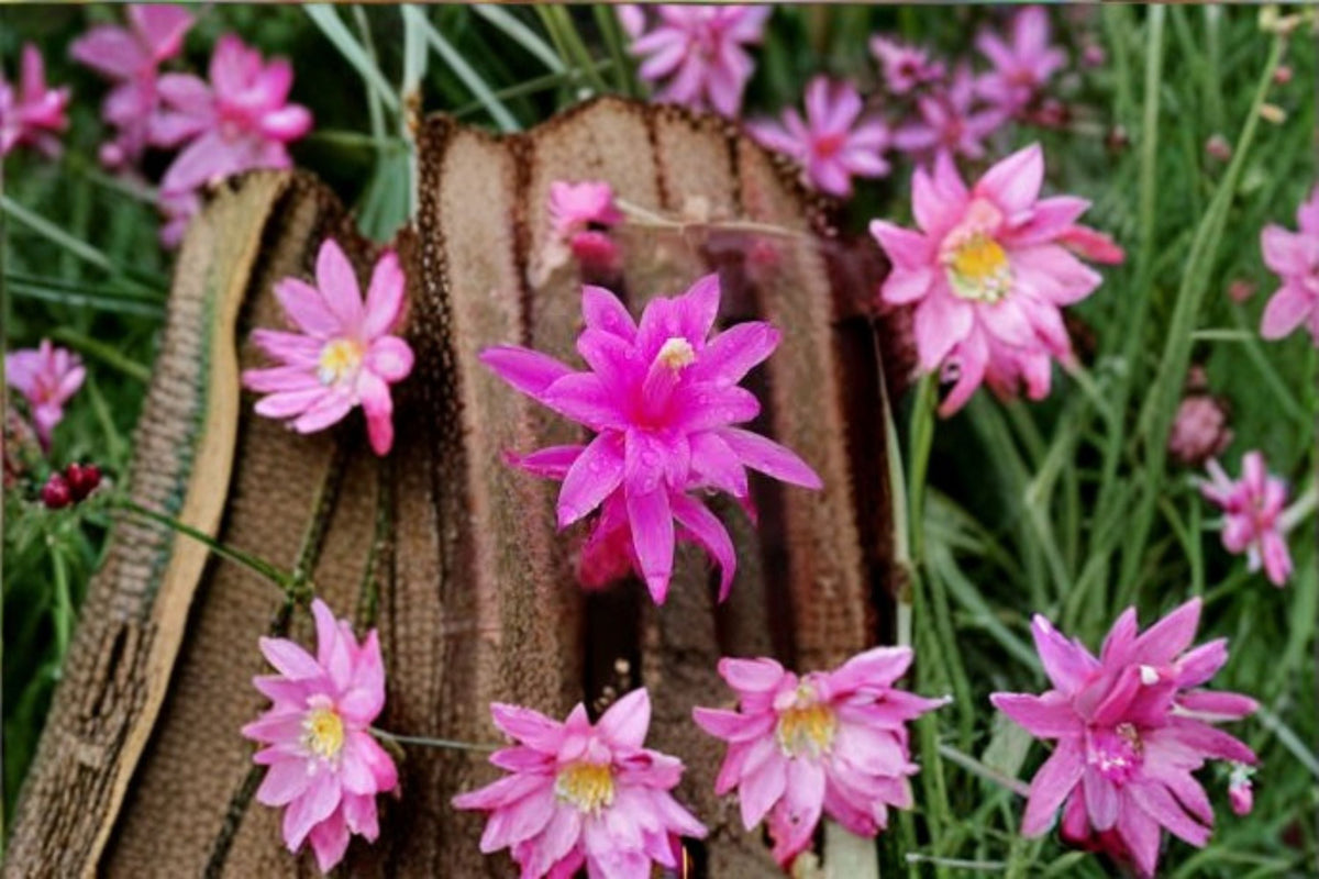 Aporocactus CandyFloss Cuttings - 3 Unrooted Trailing Cactus Cuttings - Aporophyllum Hybrids for Propagation