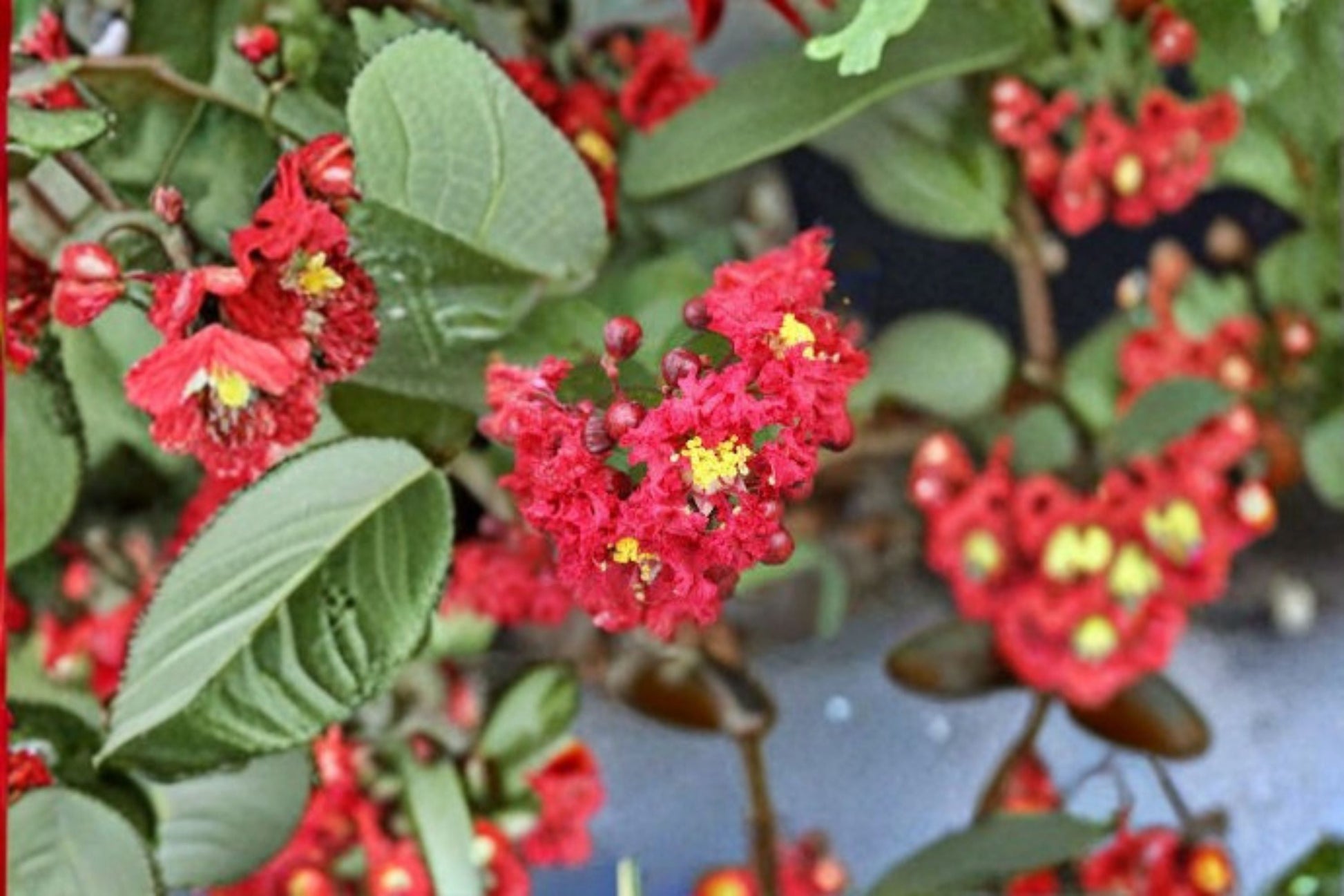 Dynamite Crape Myrtle Live Plant - Red Flowering Tree - Lagerstroemia indica 'Dynamite' - Ornamental Garden Accent Plant