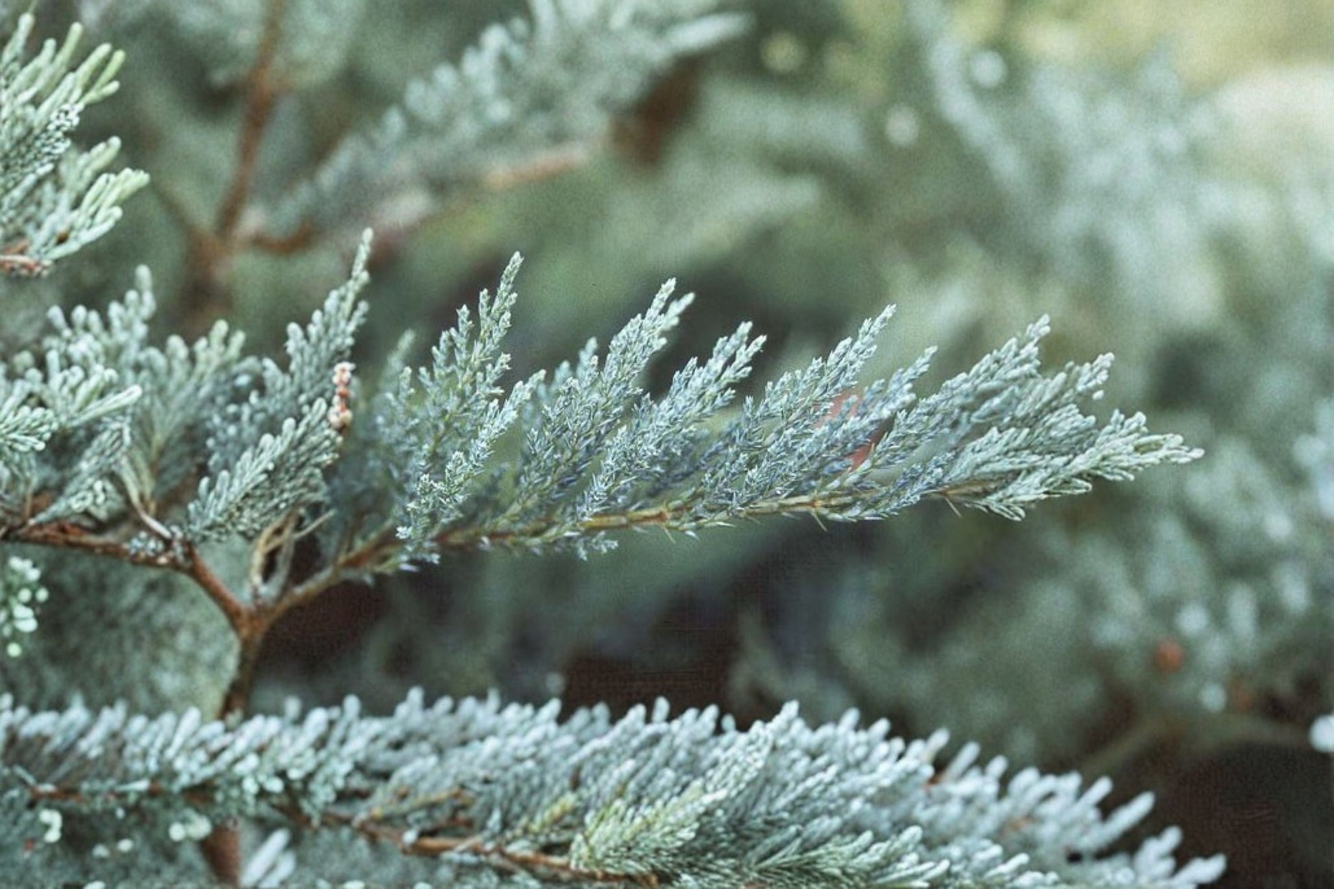 Tamarix Juniper Plant - Evergreen Groundcover Shrub with Blue-Green Foliage - Juniperus sabina ‘Tamariscifolia’