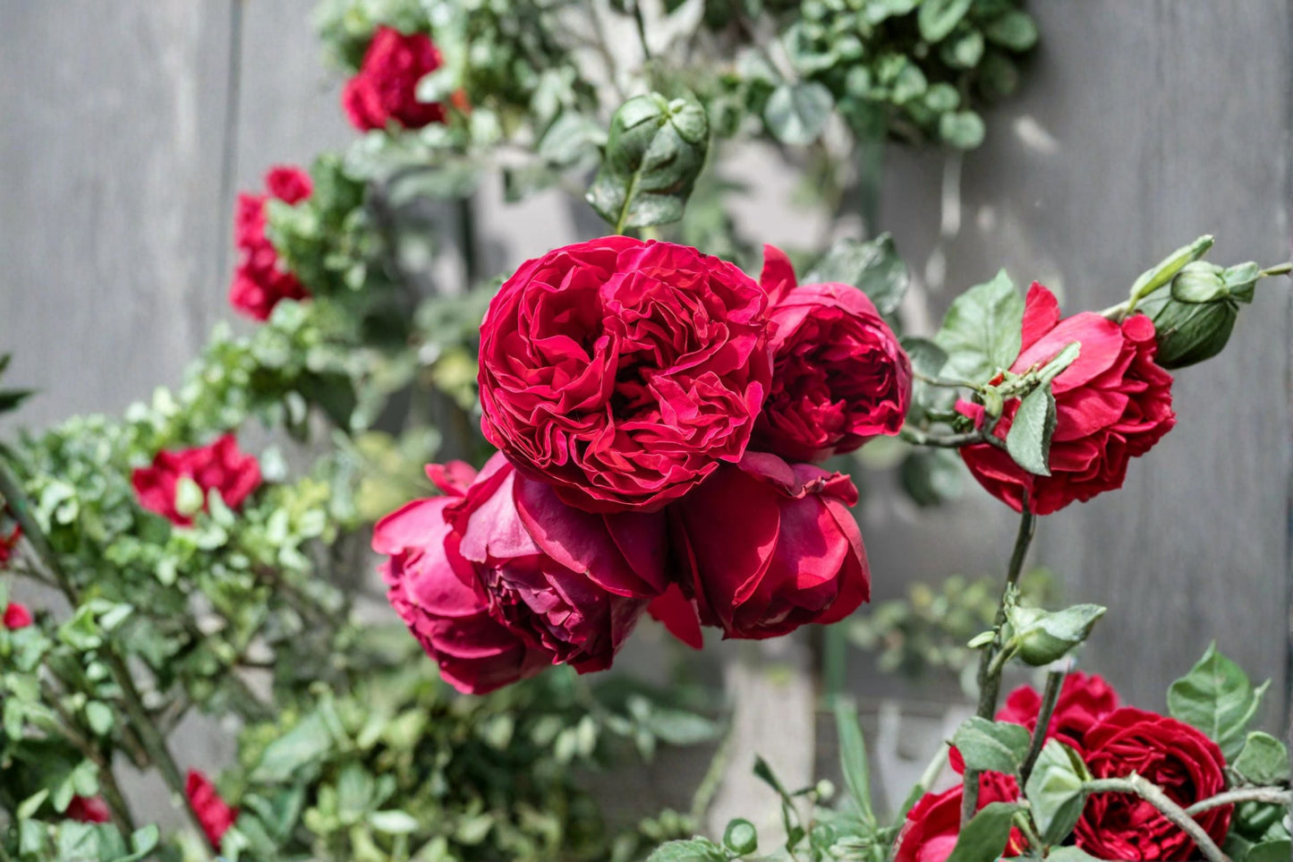 Live Starter Plant Red Eden Climbing Rose Own Root - Rosa 'Red Eden' - Large Double Red Blooms, Repeat Blooming Perennial