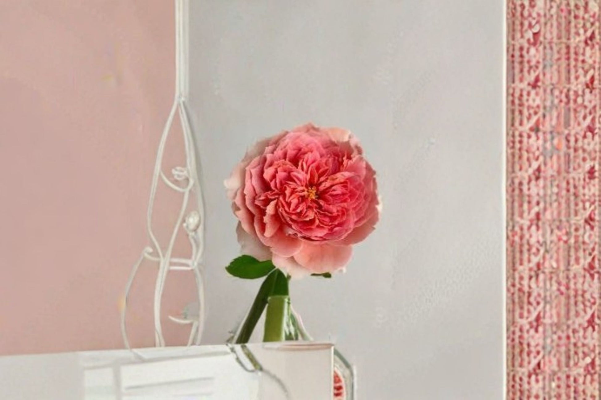 Climbing Rose Plant - Salmon Pink - Moulin De La Galette (Rosa hybrid) - Japanese Garden Rose - Fragrant & Disease Resistant