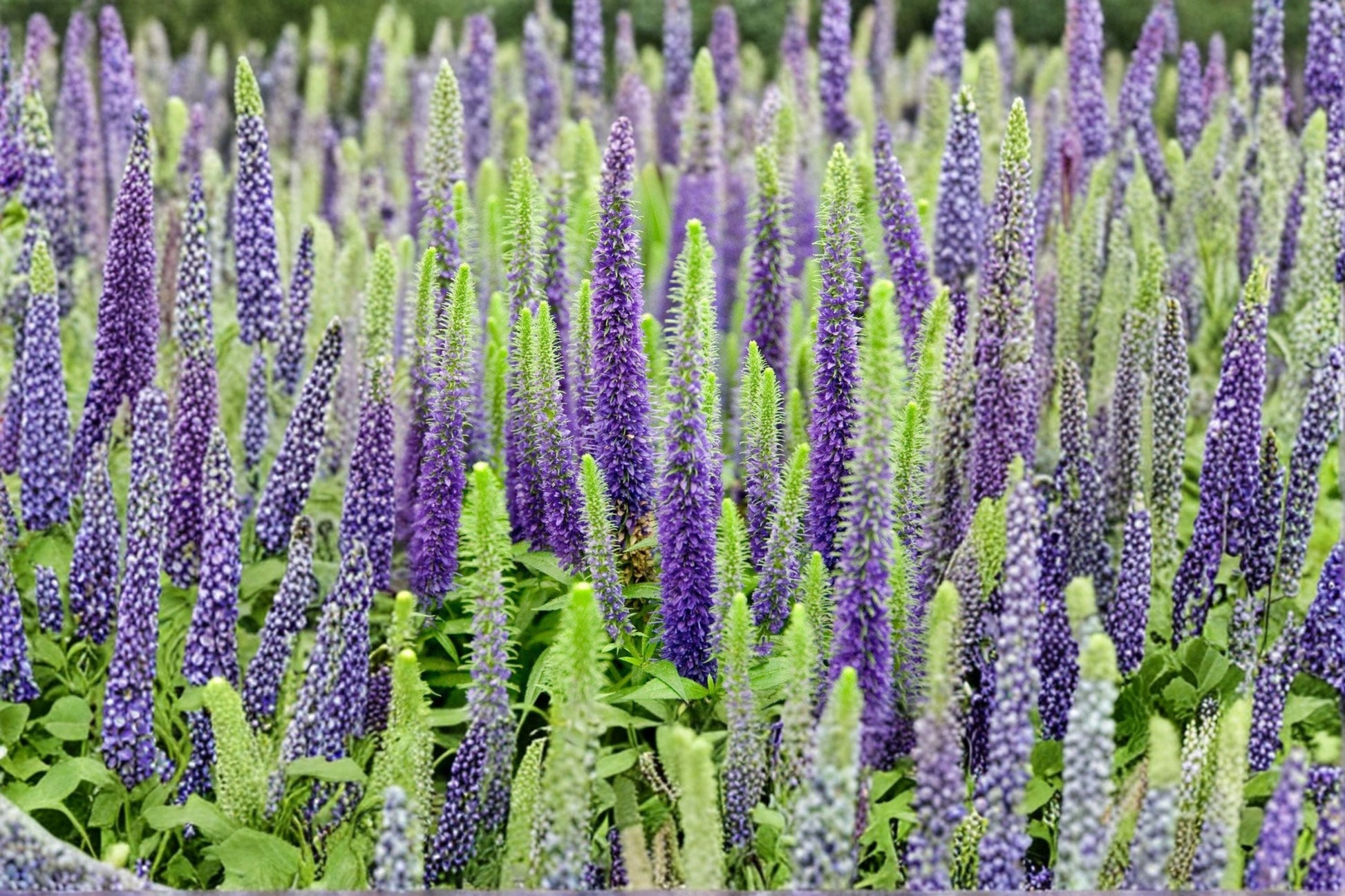 Veronica Speedwell Live Plug Plant - Pink Flowering Perennial - Well-Rooted Starter Plant - Veronica spp.
