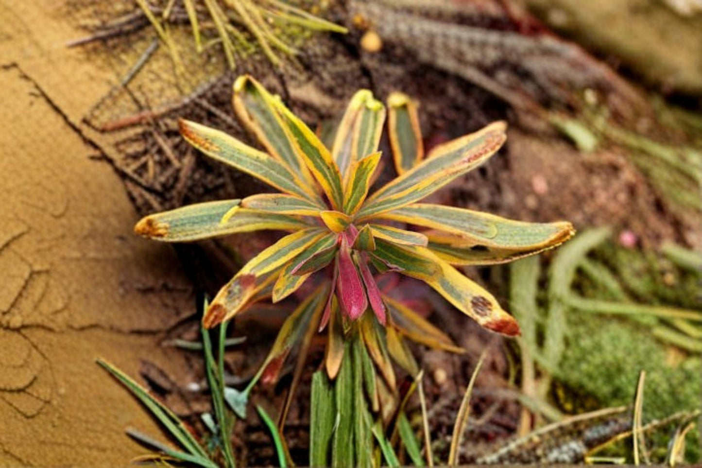 Euphorbia Plant - Starter Size - Ascot Rainbow - Variegated Foliage - Euphorbia x martinii - Drought Tolerant Perennial