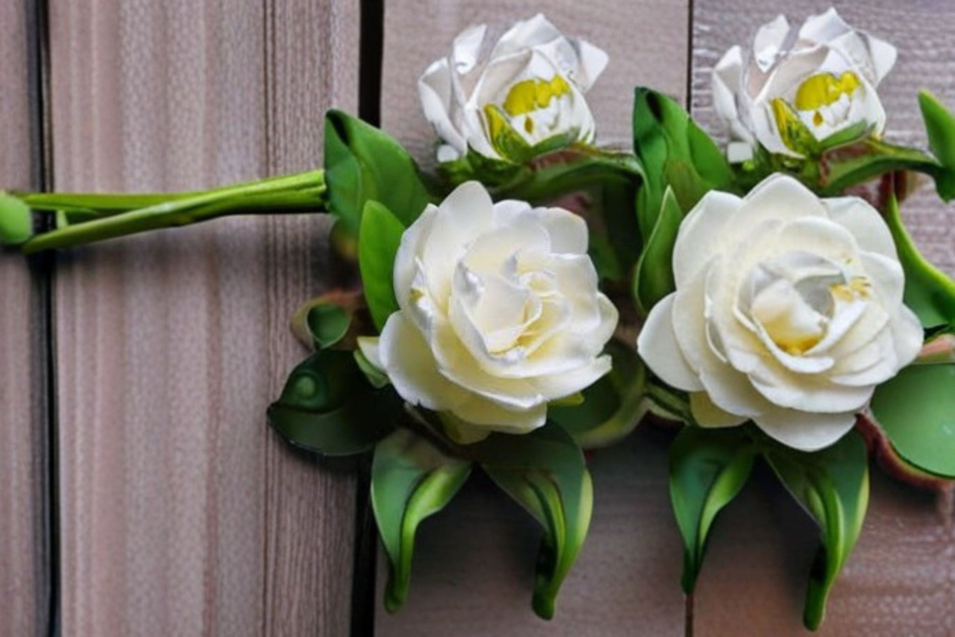 Gardenia Veitchii Live Plant - Fragrant White Evergreen Shrub - Gardenia jasminoides 'Veitchii' - Ideal for Containers & Hedges