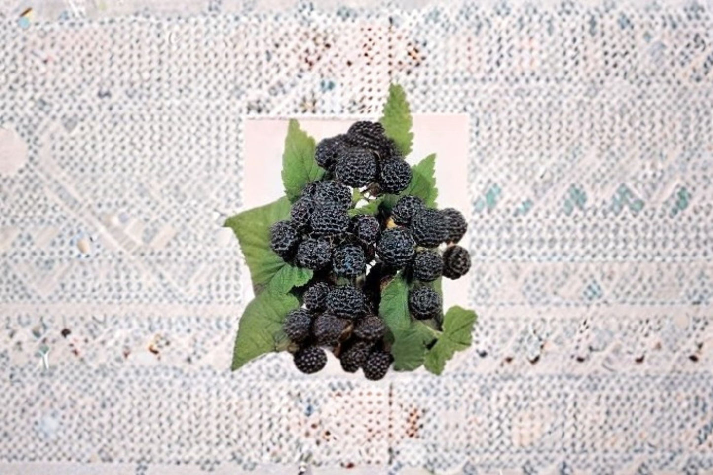 Jewel Black Raspberry Live Starter Plant - Rubus occidentalis 'Jewel' - Fruiting Shrub for Edible Landscapes - Zones 4-8