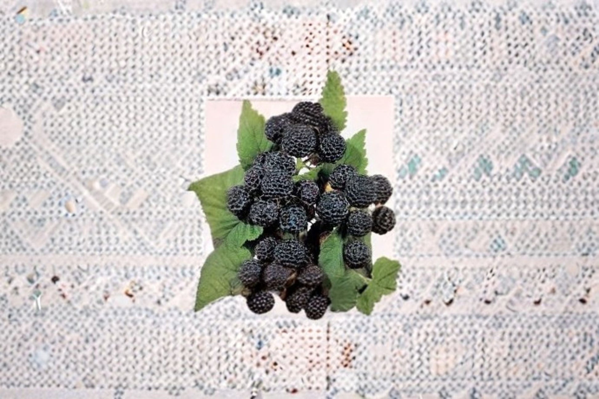 Jewel Black Raspberry Live Starter Plant - Rubus occidentalis 'Jewel' - Fruiting Shrub for Edible Landscapes - Zones 4-8