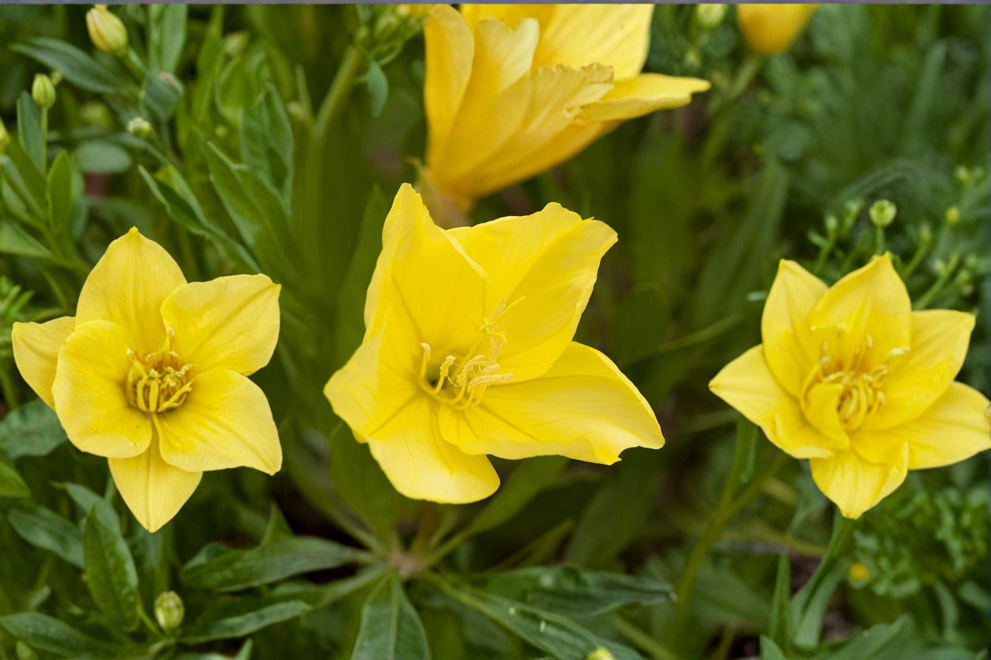 Missouri Evening Primrose Live Plant Clump - Yellow Oenothera macrocarpa - Drought-Tolerant Ground Cover Perennial