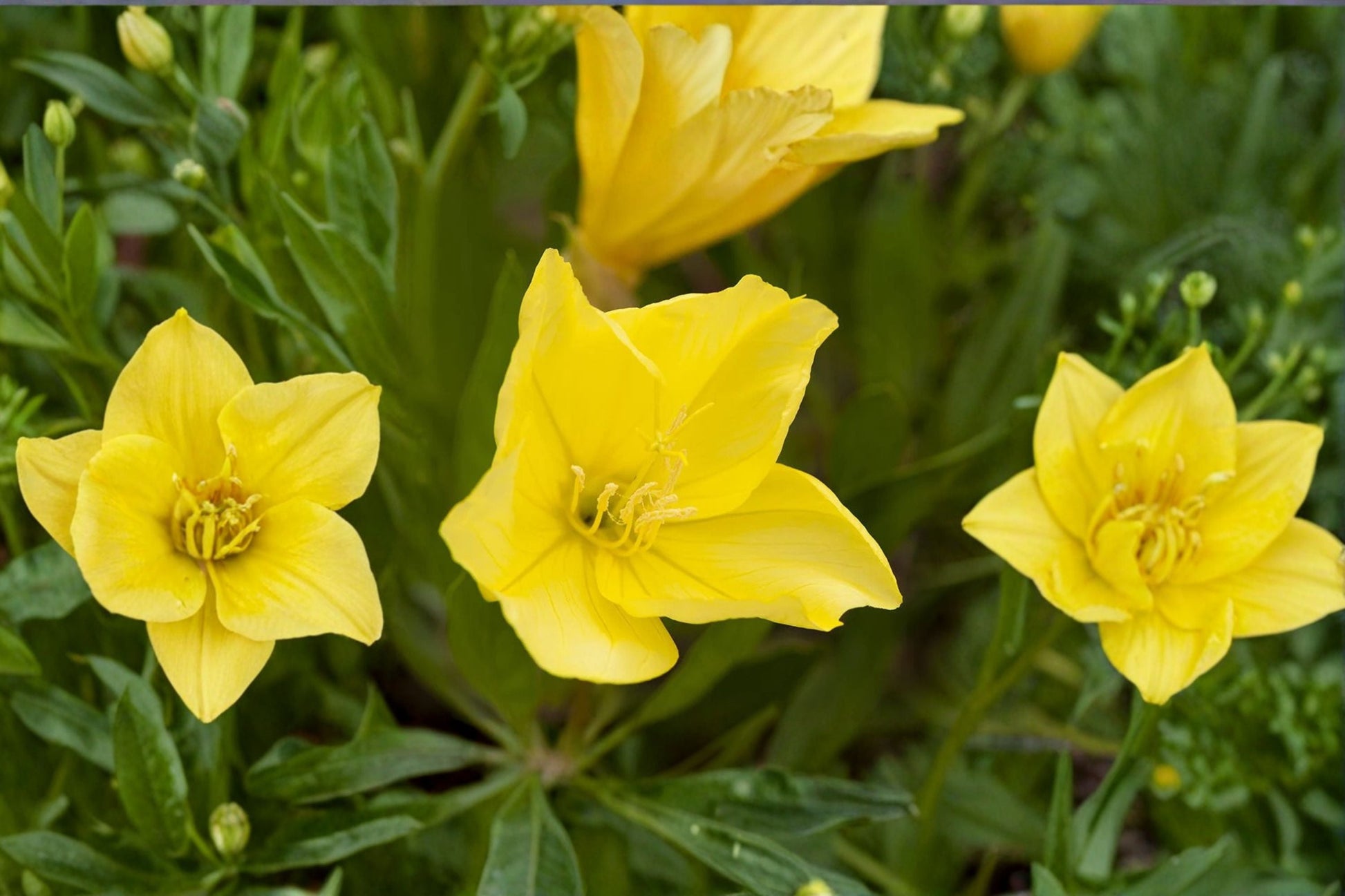 Missouri Evening Primrose Live Plant Clump - Yellow Oenothera macrocarpa - Drought-Tolerant Ground Cover Perennial