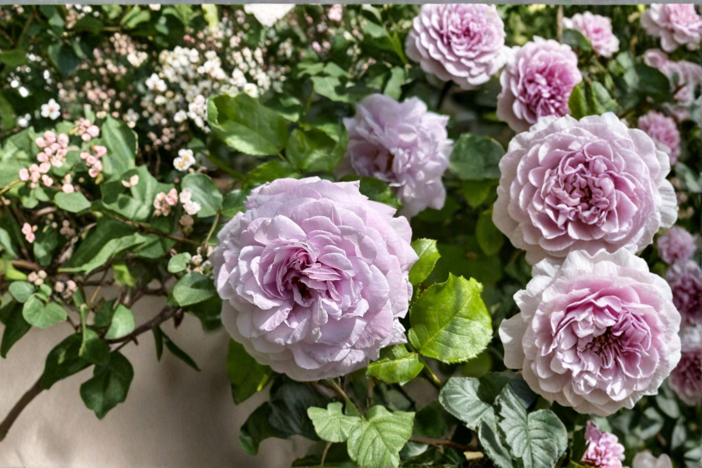 Le Ciel Bleu Rose Live Plant - Blue Violet Lavender Repeat Bloom Rose - Rosa hybrid - Elegant Cup Blooms, Garden Ready