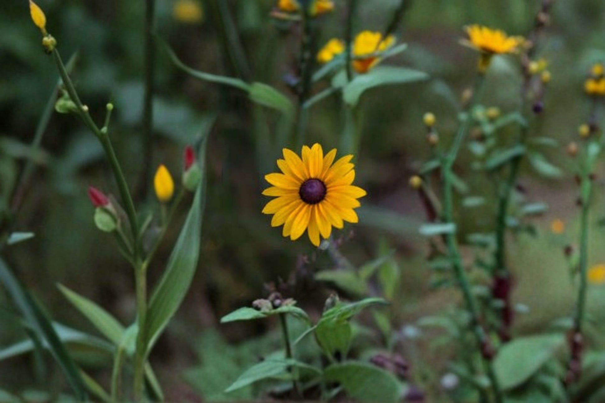 Black Eyed Susan Live Plant - Perennial Flowering Yellow Daisy - Rudbeckia hirta - Pollinator Garden Favorite