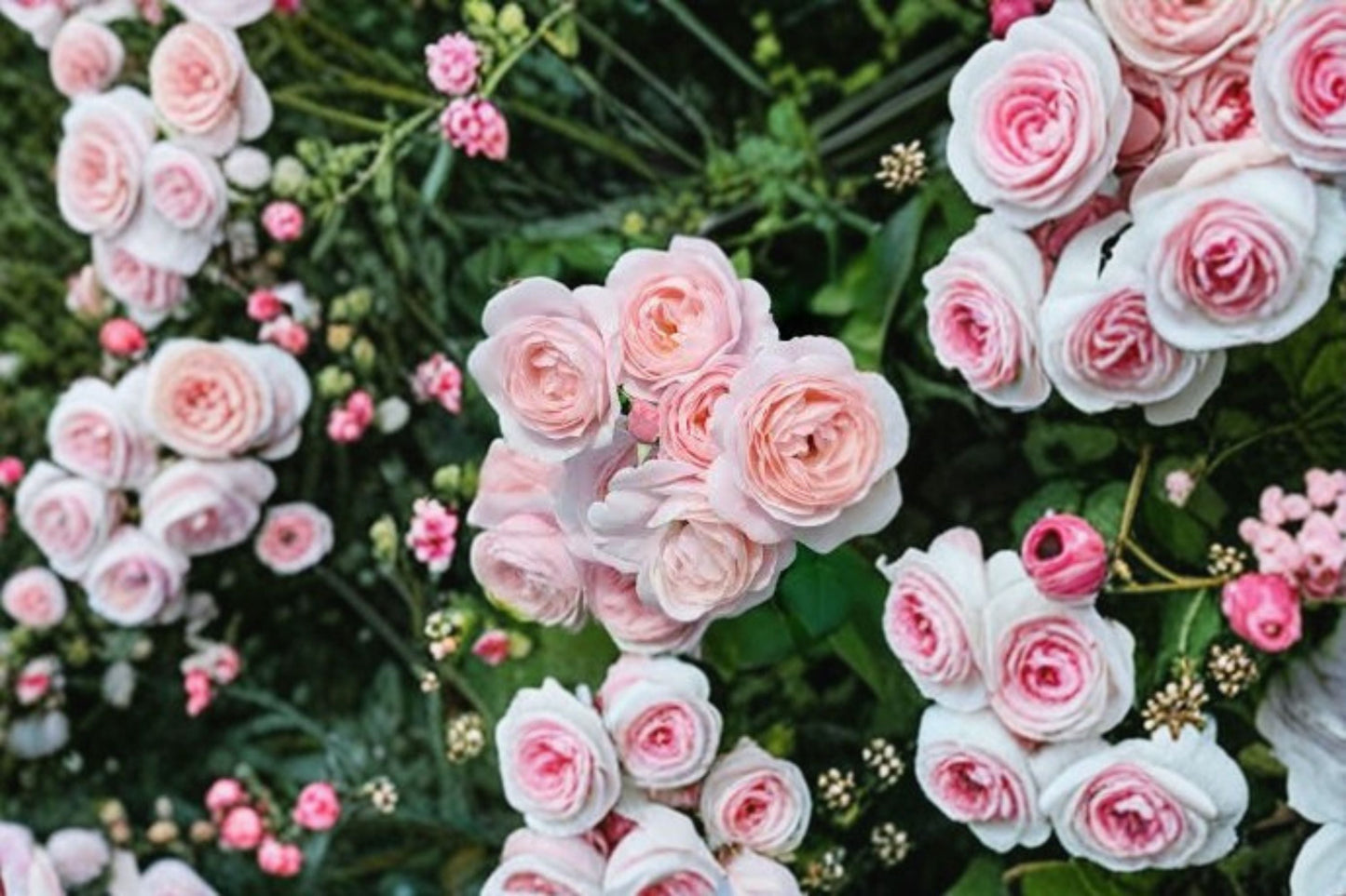 Nahema Climbing Rose Live Plant - Fragrant Light Pink Double Blooms - Rosa hybrid - Own Root, Repeat Flowering Garden Climber