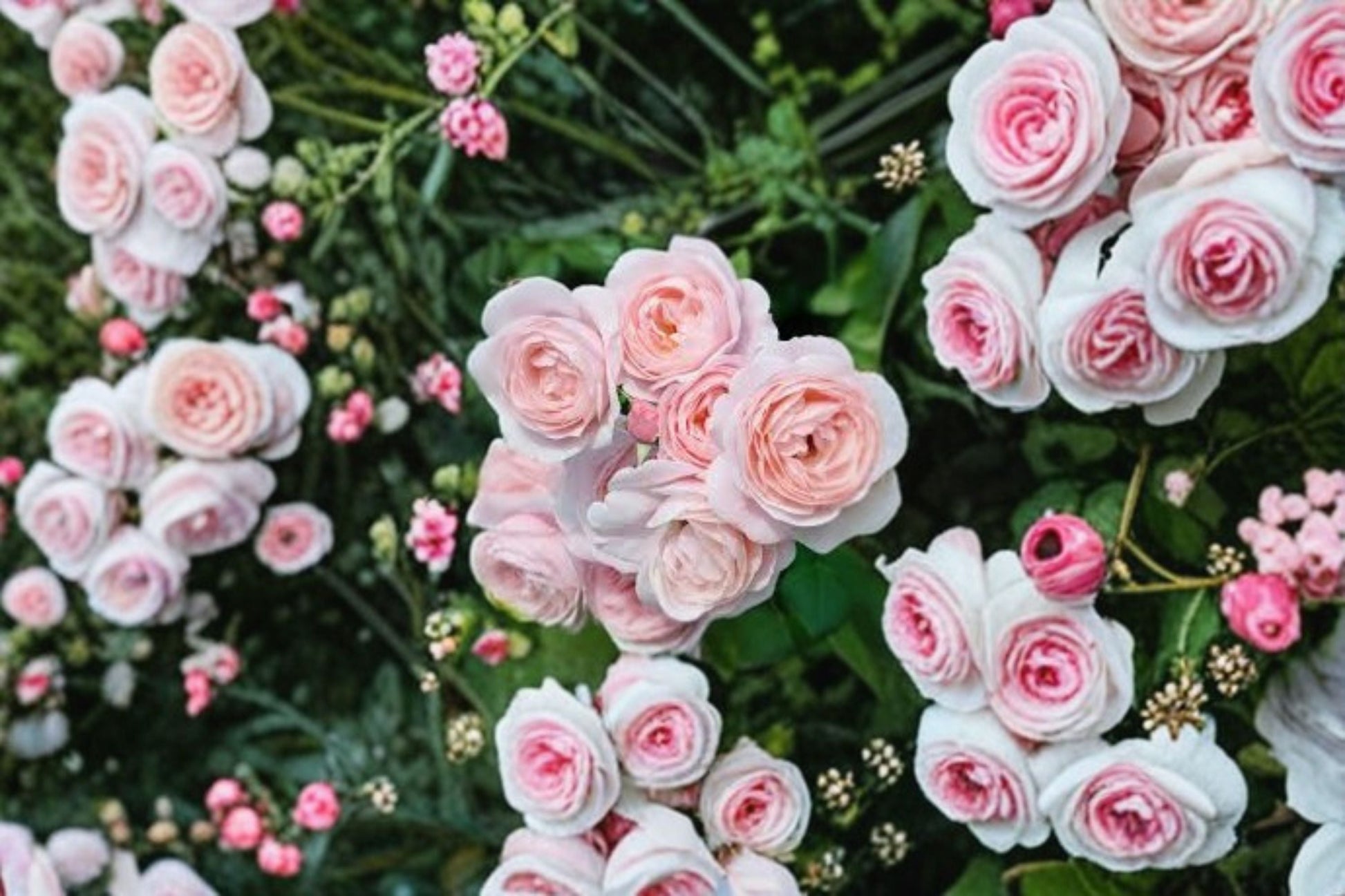 Nahema Climbing Rose Live Plant - Fragrant Light Pink Double Blooms - Rosa hybrid - Own Root, Repeat Flowering Garden Climber