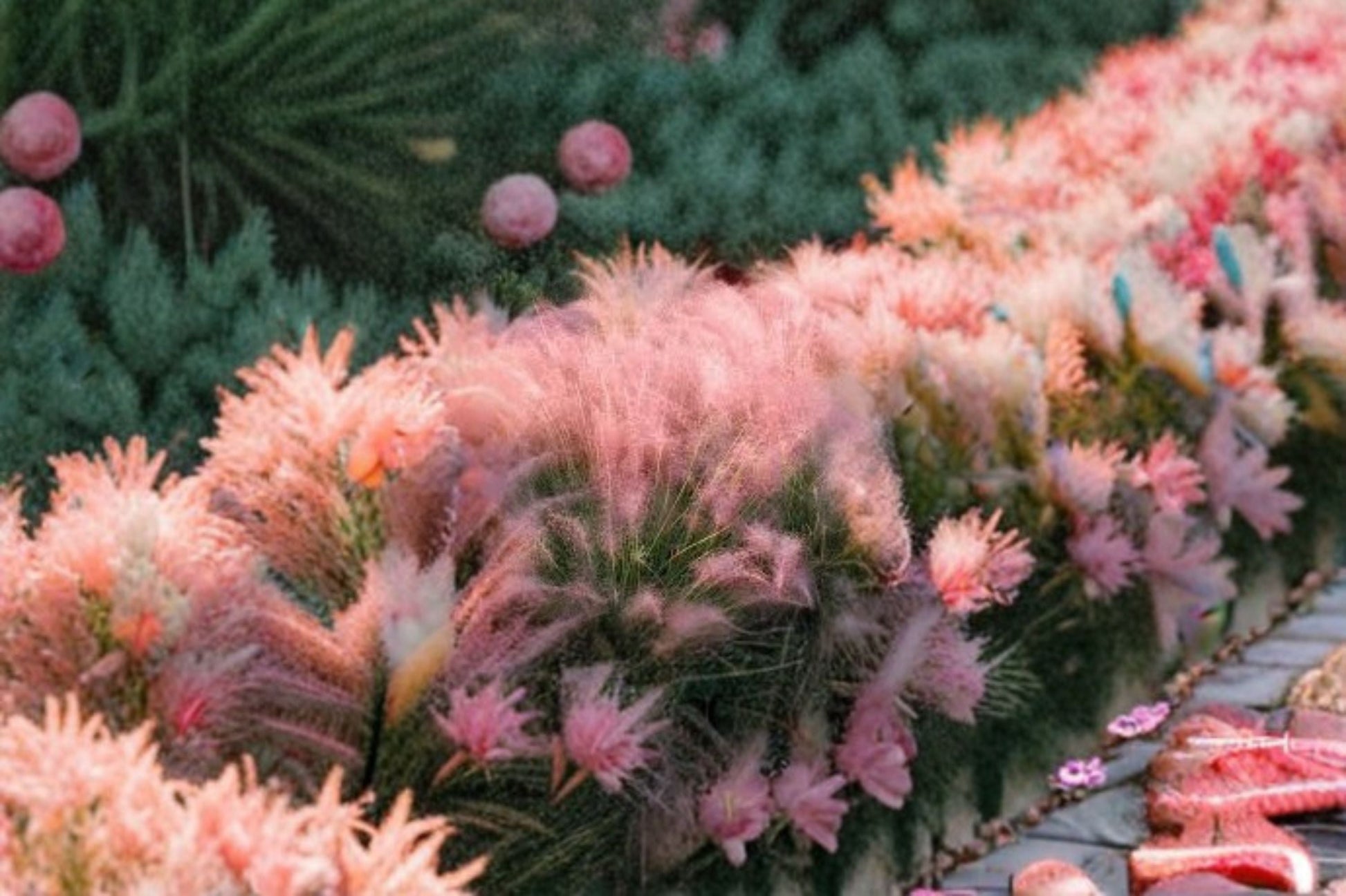 Muhly Grass Live Plant - Pink Ornamental Grass Ground Cover - Muhlenbergia capillaris - Drought Tolerant Perennial