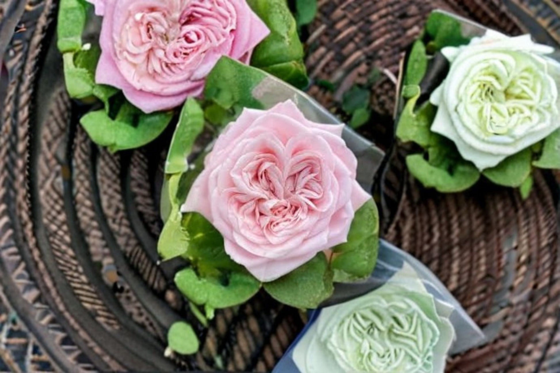 All Four Bouquet Rose Live Plant - Pink Double Bloom - Rosa hybrid - Dutch Cut Rose for Gardens & Floral Arrangements